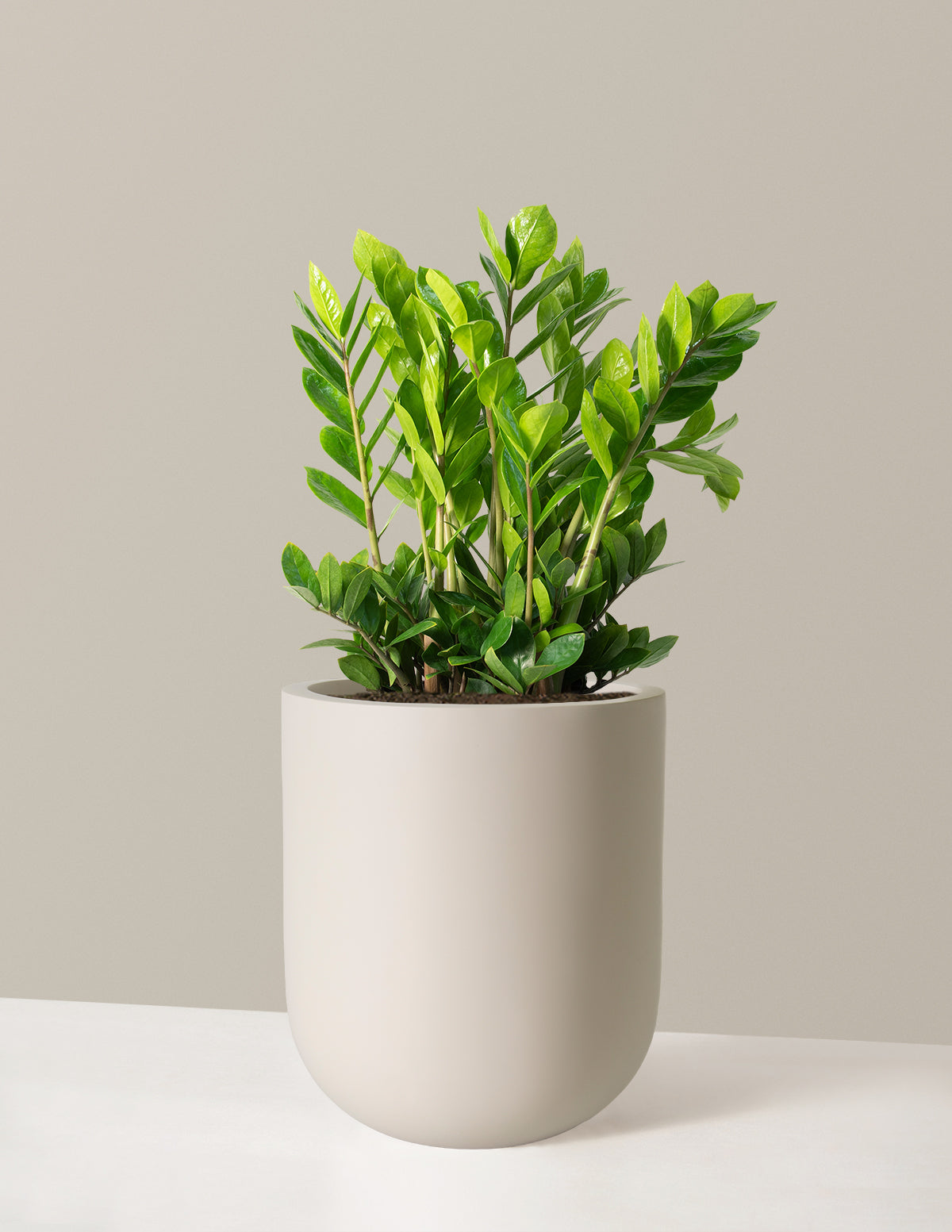 ZZ Bitkisi (Zamioculcas zamiifolia)