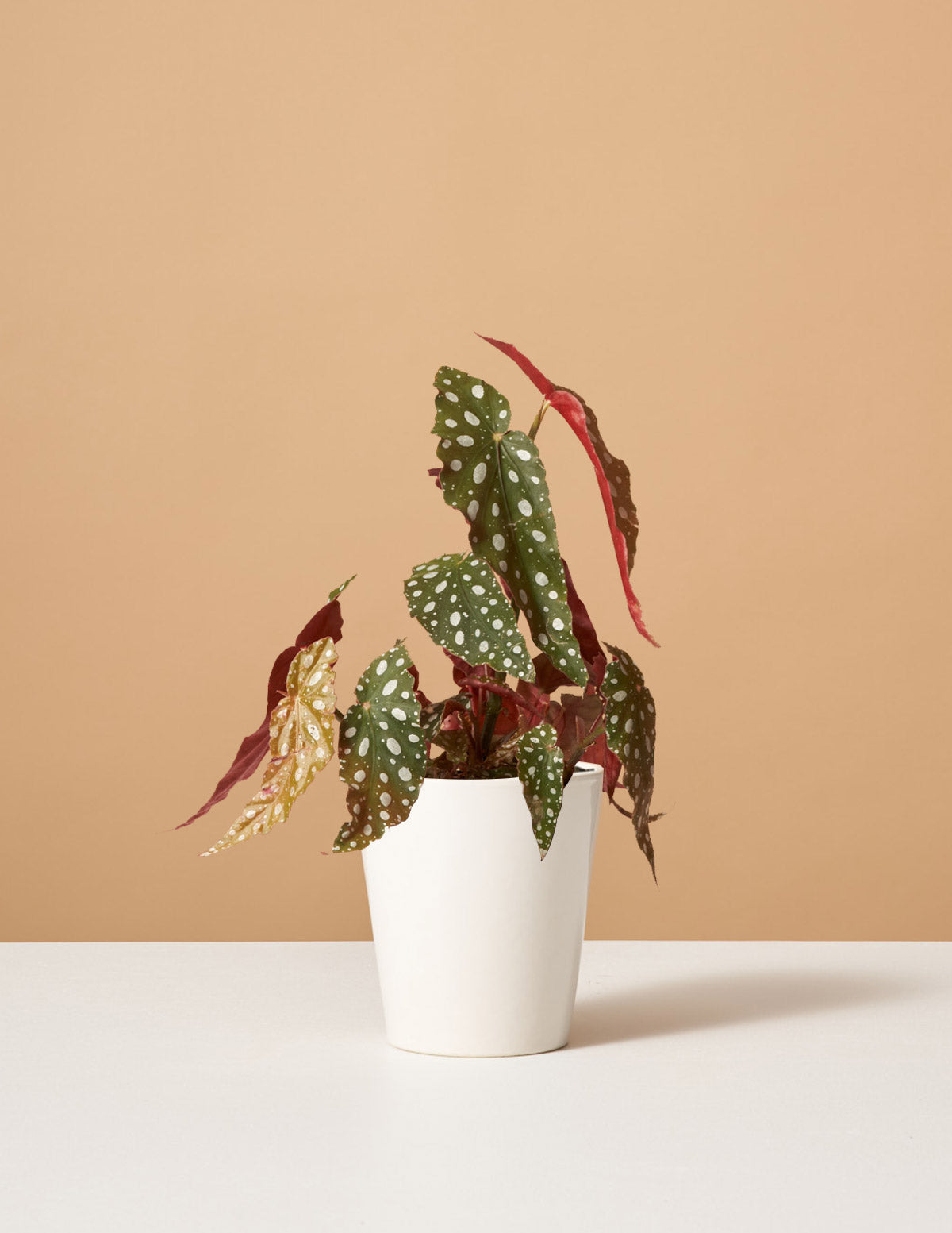 Melek Kanadı Begonya (Begonia maculata)