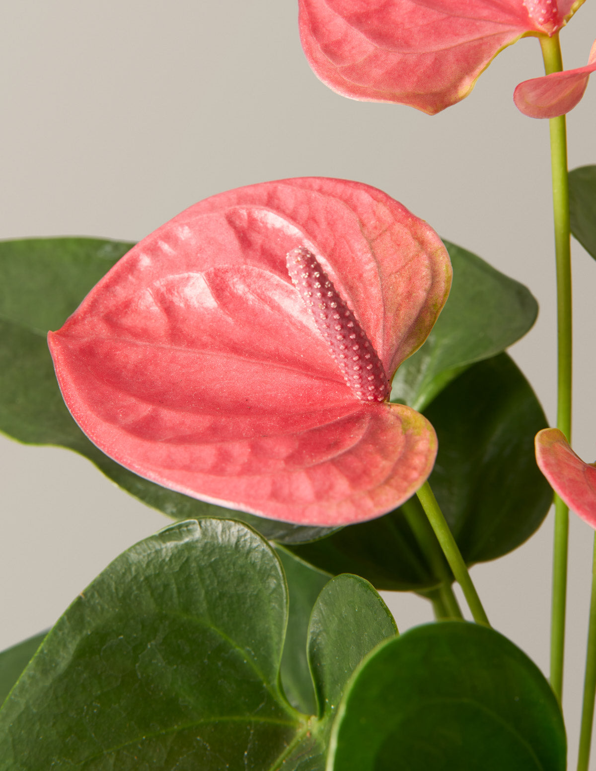 Pembe Anthurium
