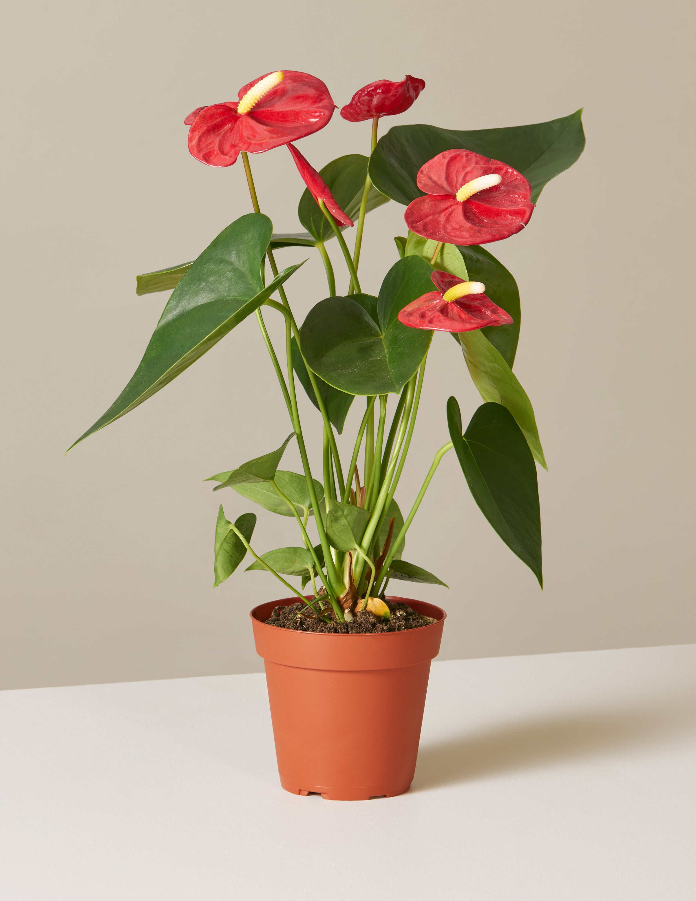 Kırmızı Anthurium