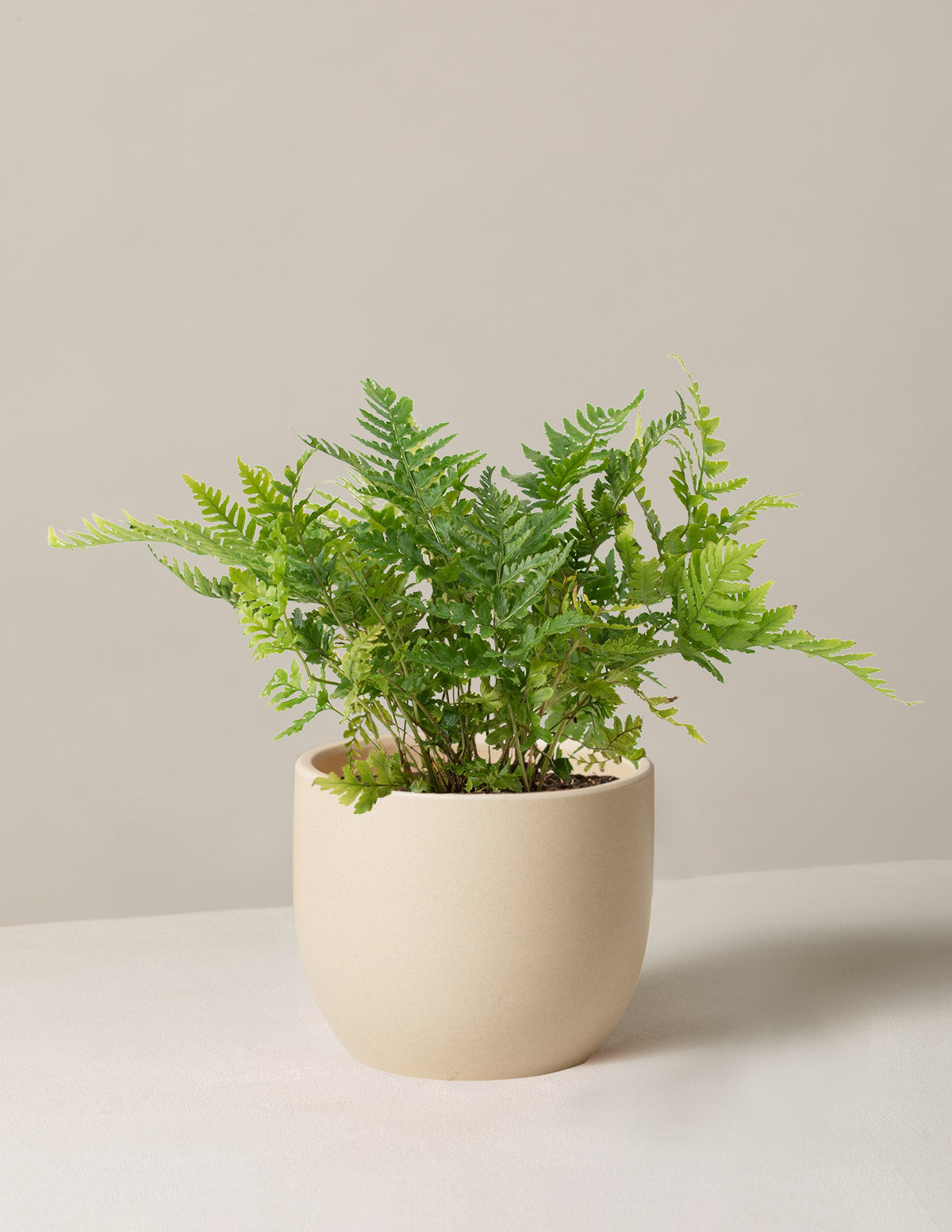 Japon Kalkan Eğreltisi (Japanese Shield Fern)