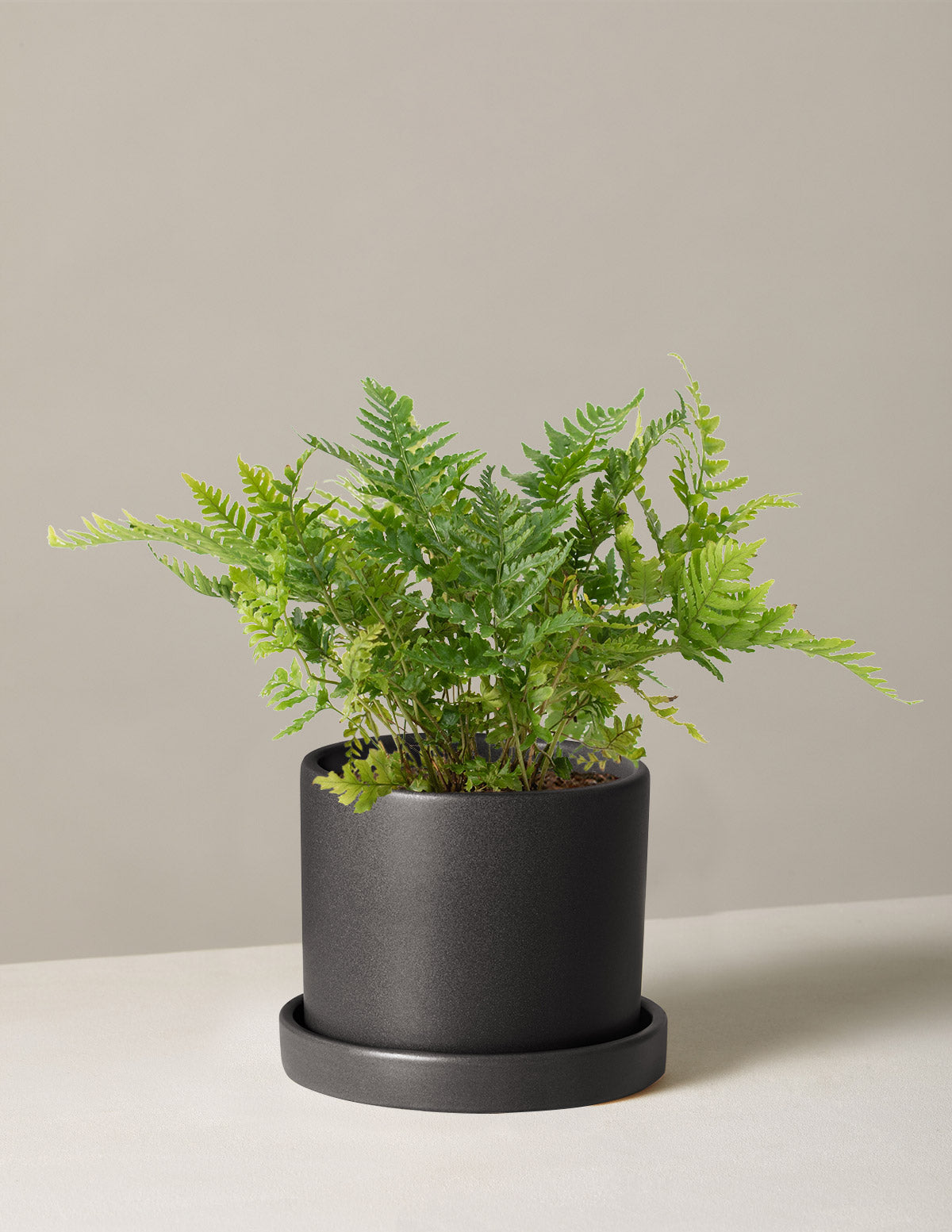 Japon Kalkan Eğreltisi (Japanese Shield Fern)