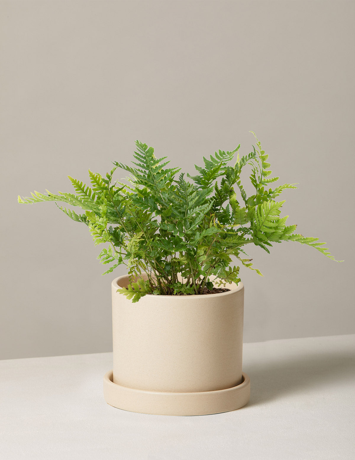 Japon Kalkan Eğreltisi (Japanese Shield Fern)