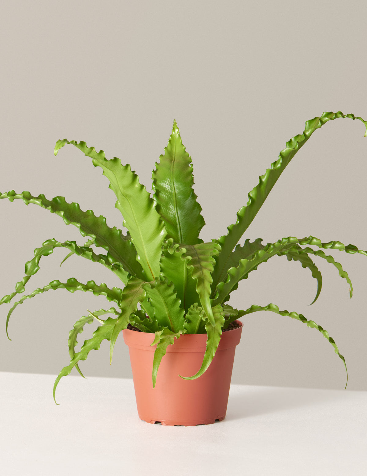 Kuş Yuvası Eğrelti Otu (Bird's Nest Fern)