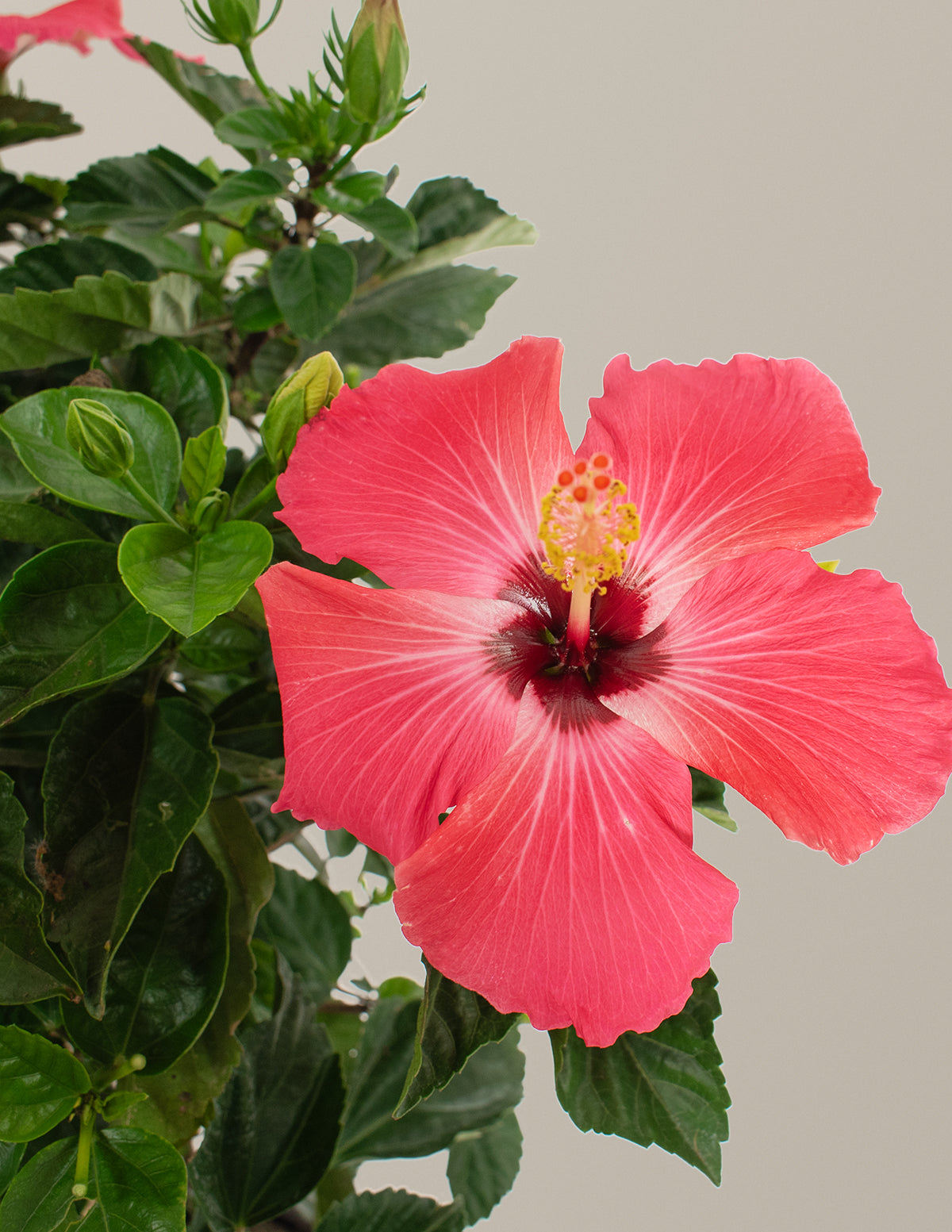 Örgü Gövdeli Büyük Hibiskus