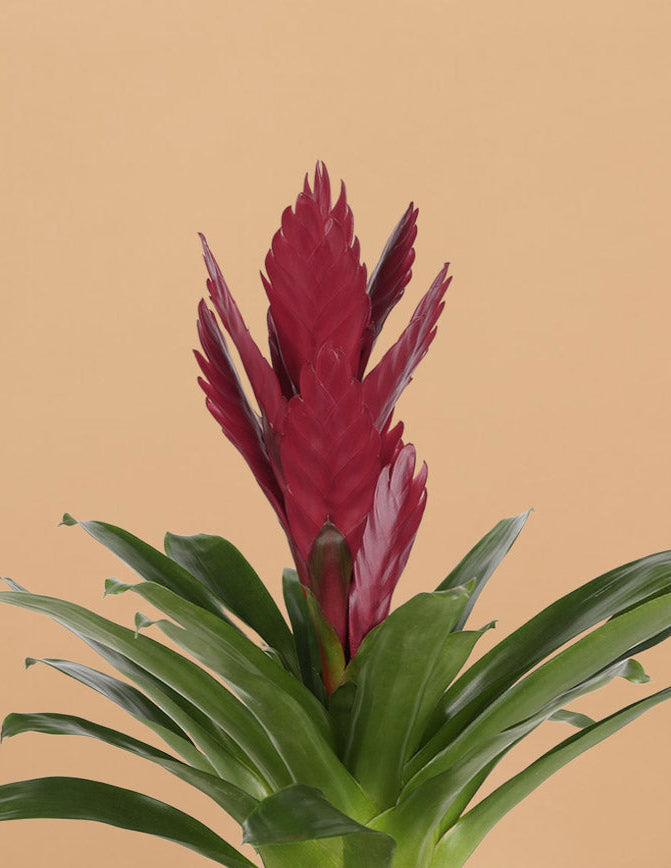 Bromeliad Vriesea ‘Albertina Maroon’