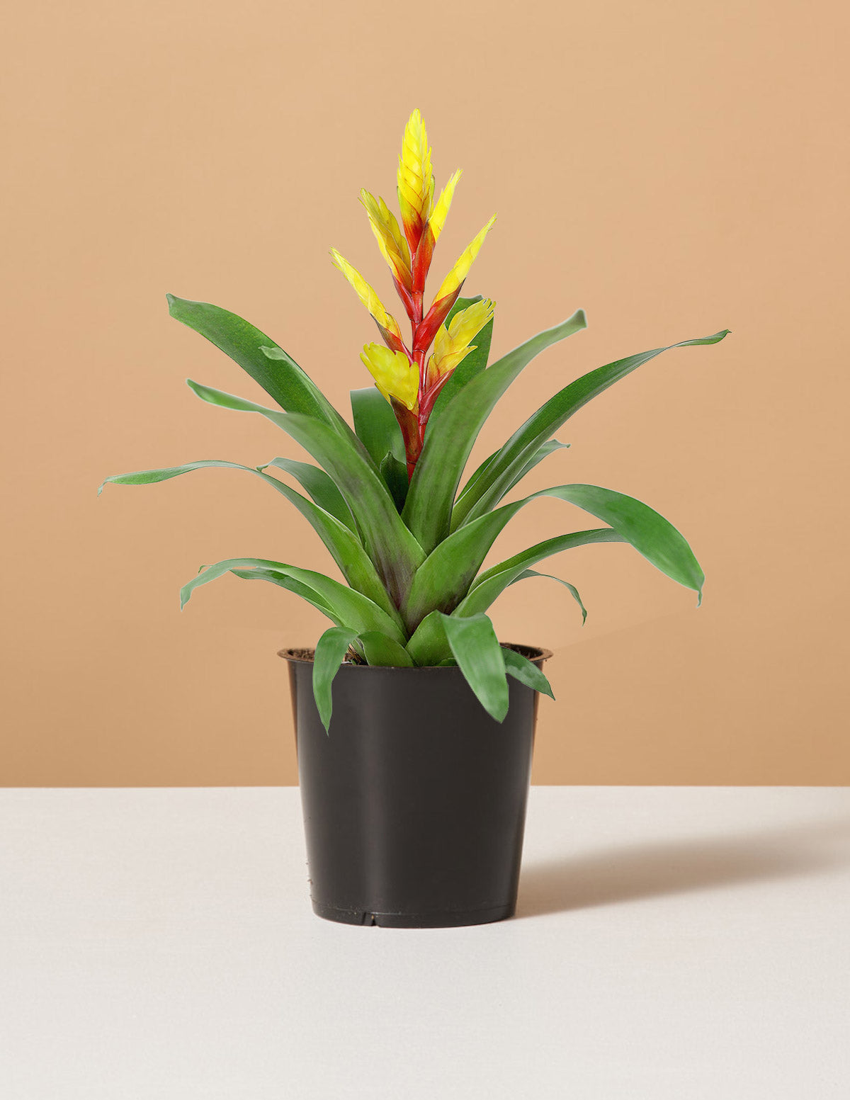 Vriesea Evita Yellow Bromelia