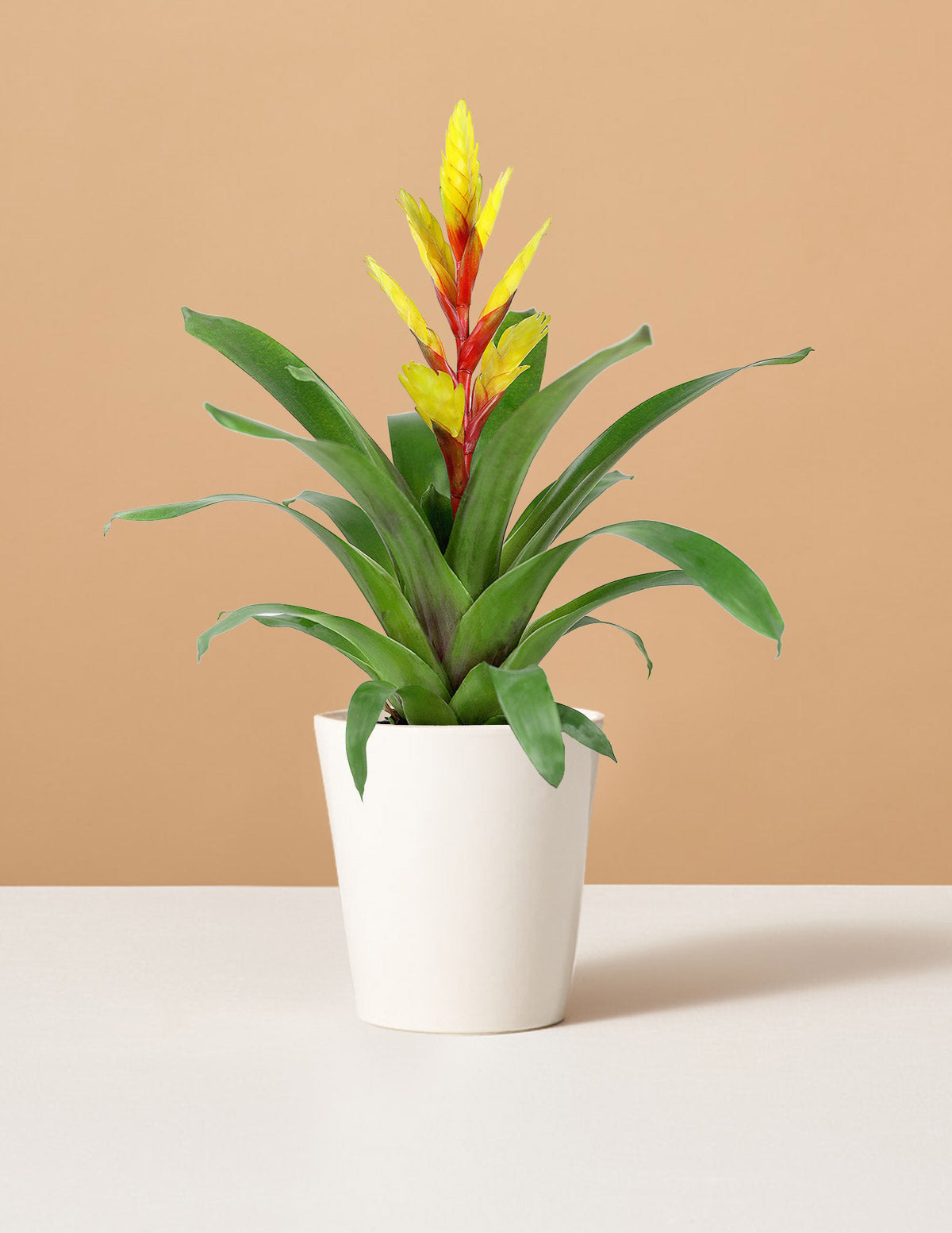 Vriesea Evita Yellow Bromelia