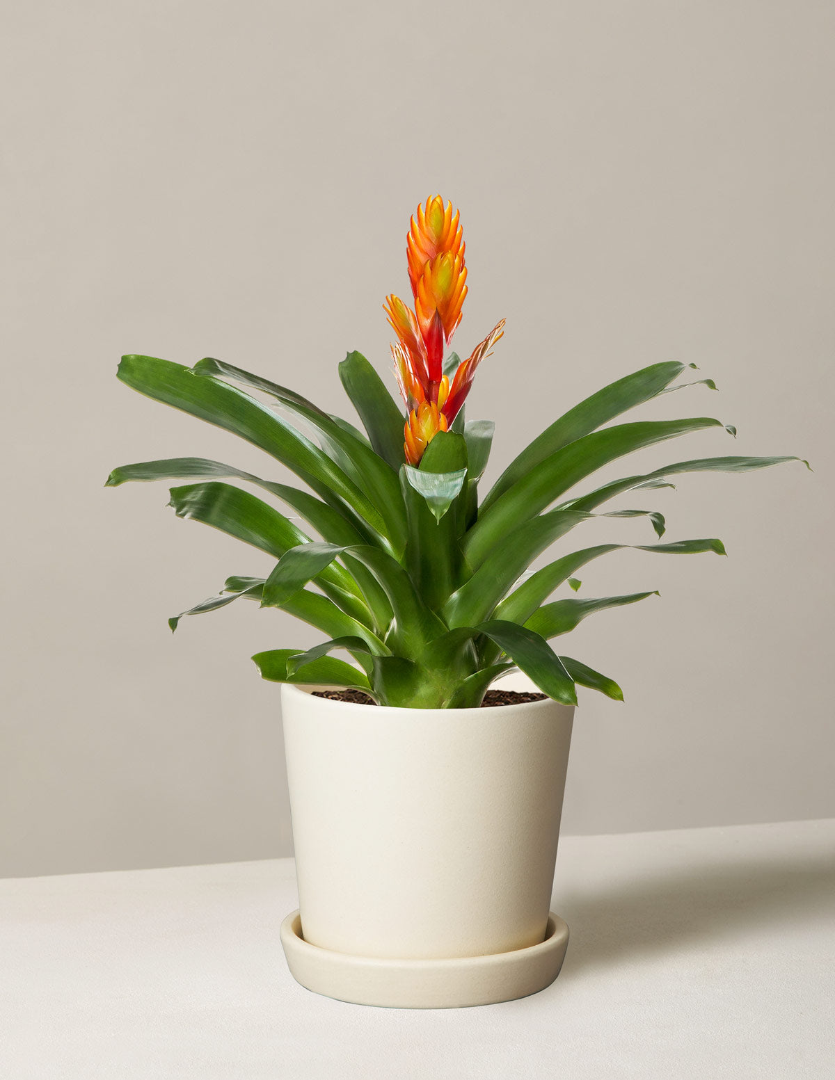 Vriesea Intenso Orange Bromelya