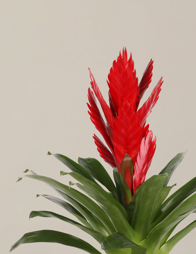 Bromeliad (Bromelya) Çeşitleri