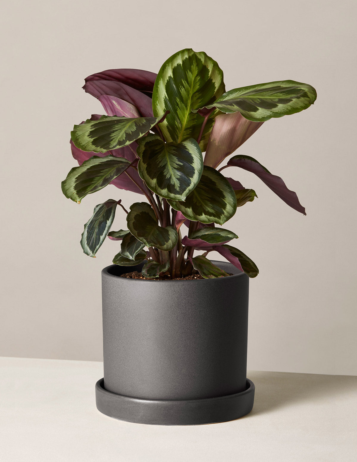 Calathea Medallion