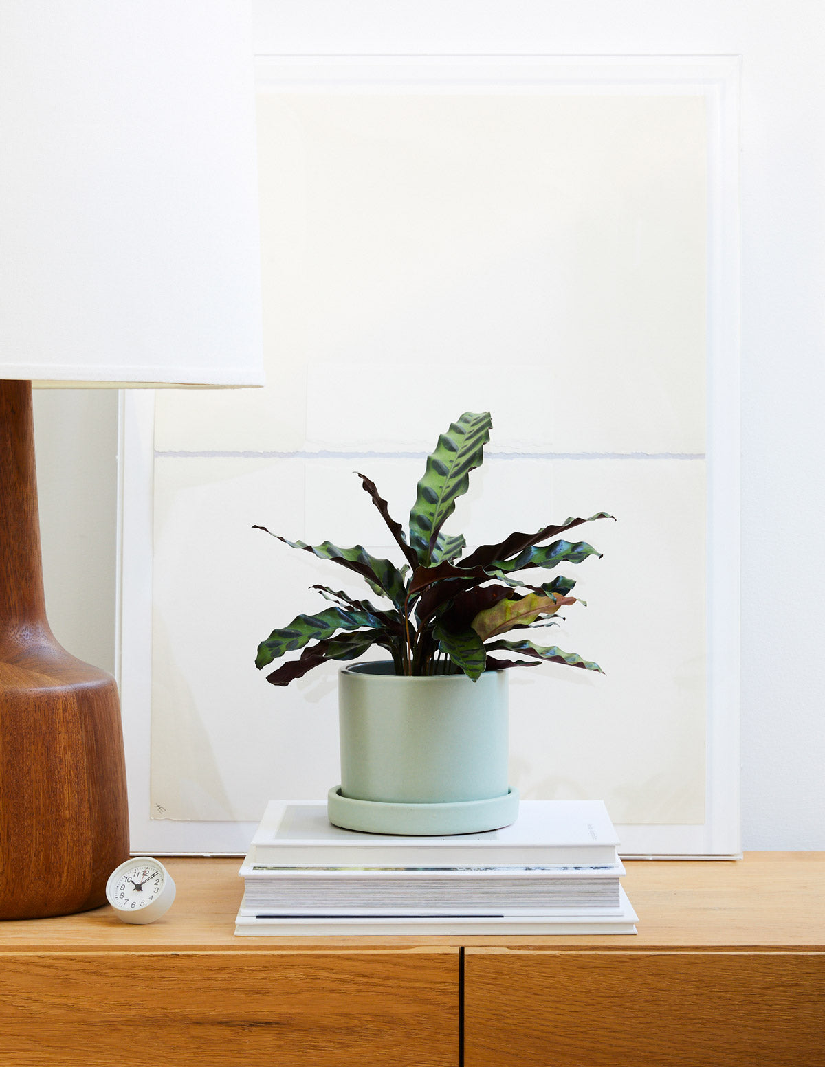 Desenli Calathea Parti Paketi