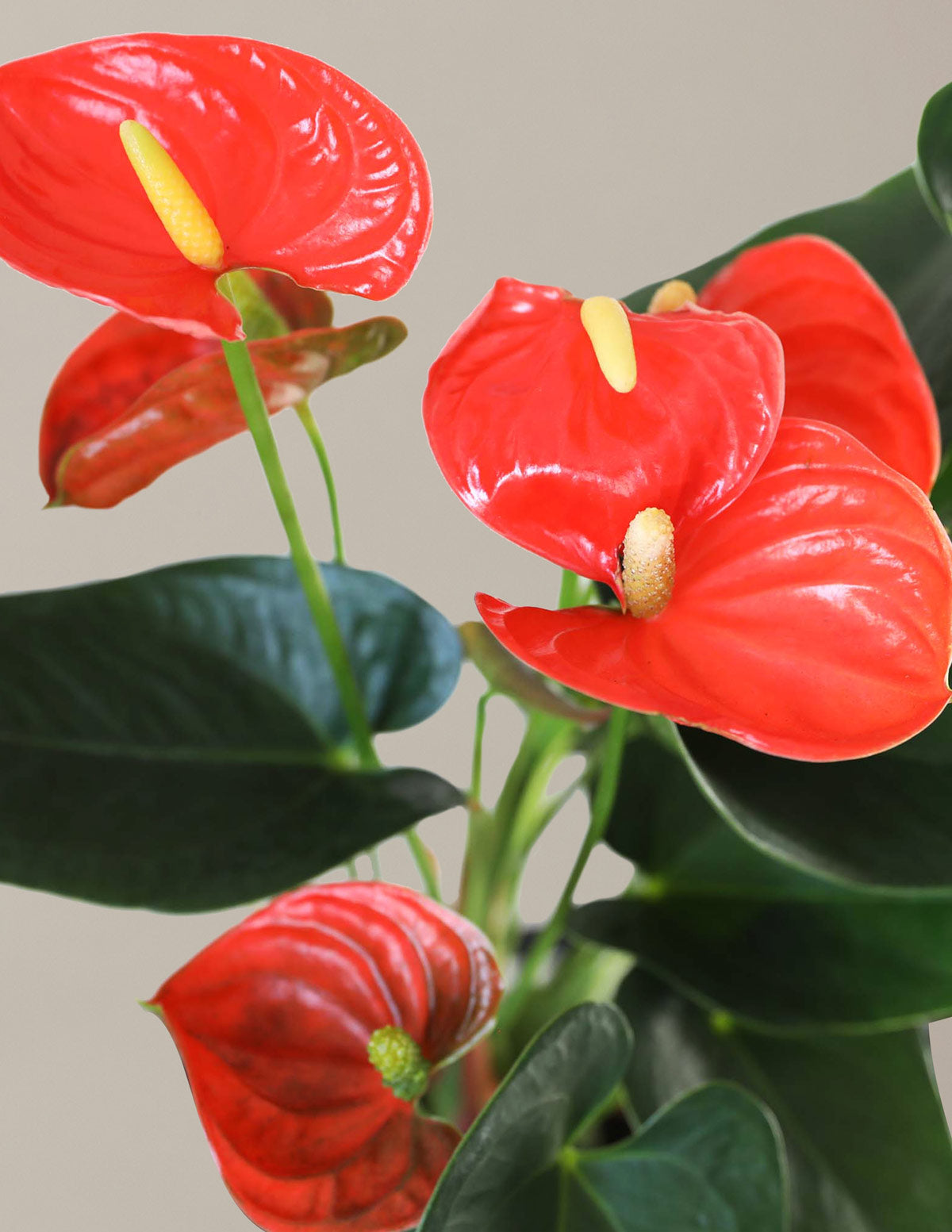 Mercan Anthurium