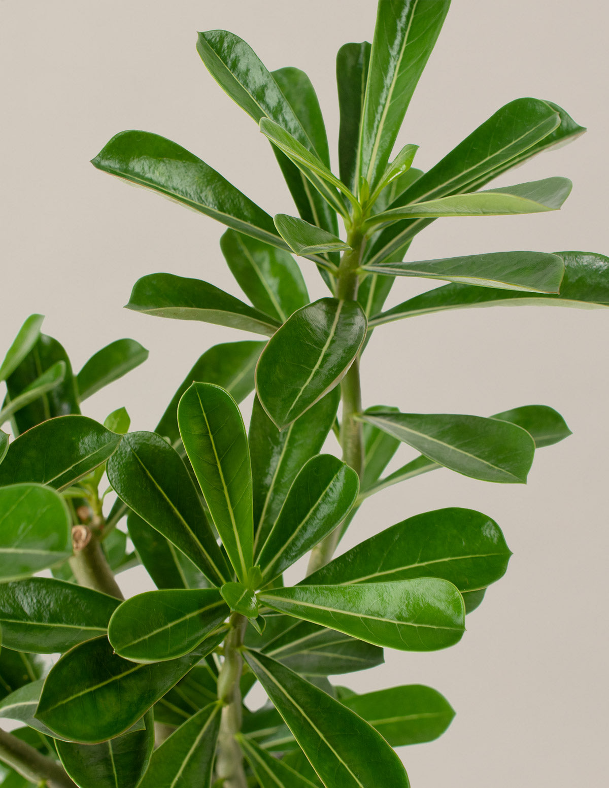 Desert Rose (Çöl Gülü)