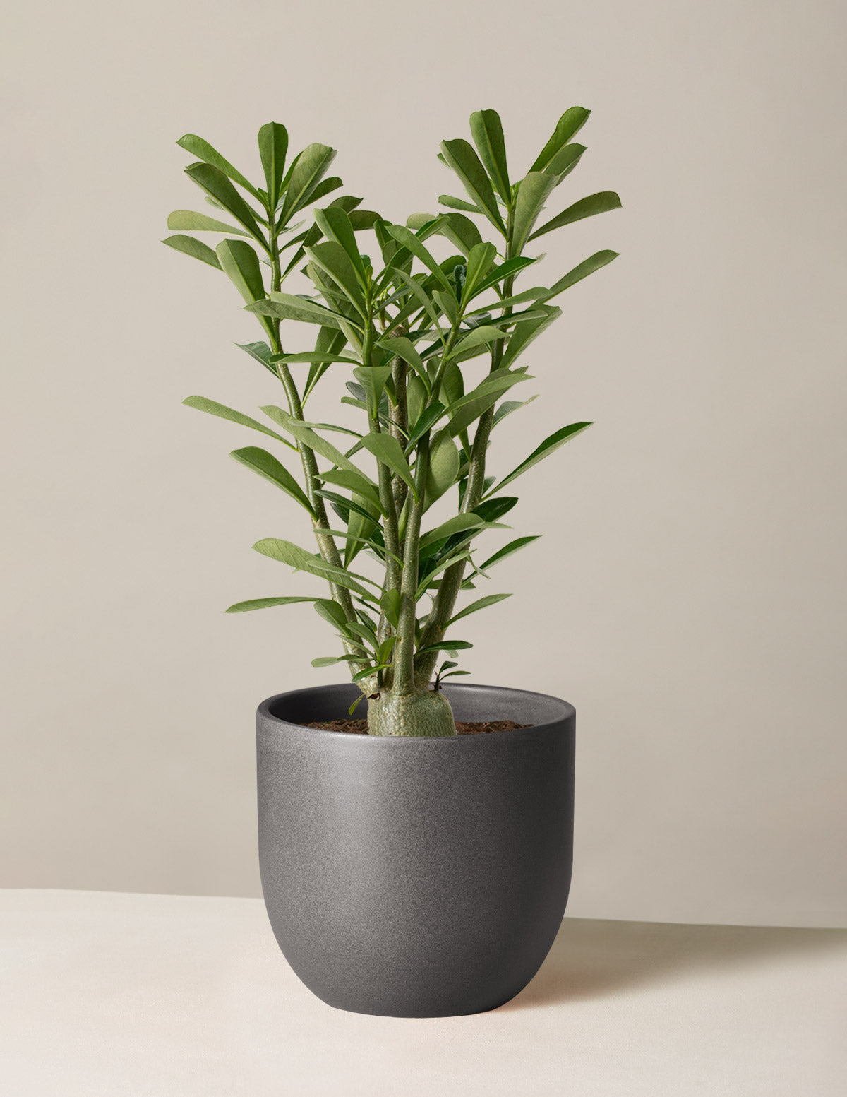 Desert Rose (Çöl Gülü)