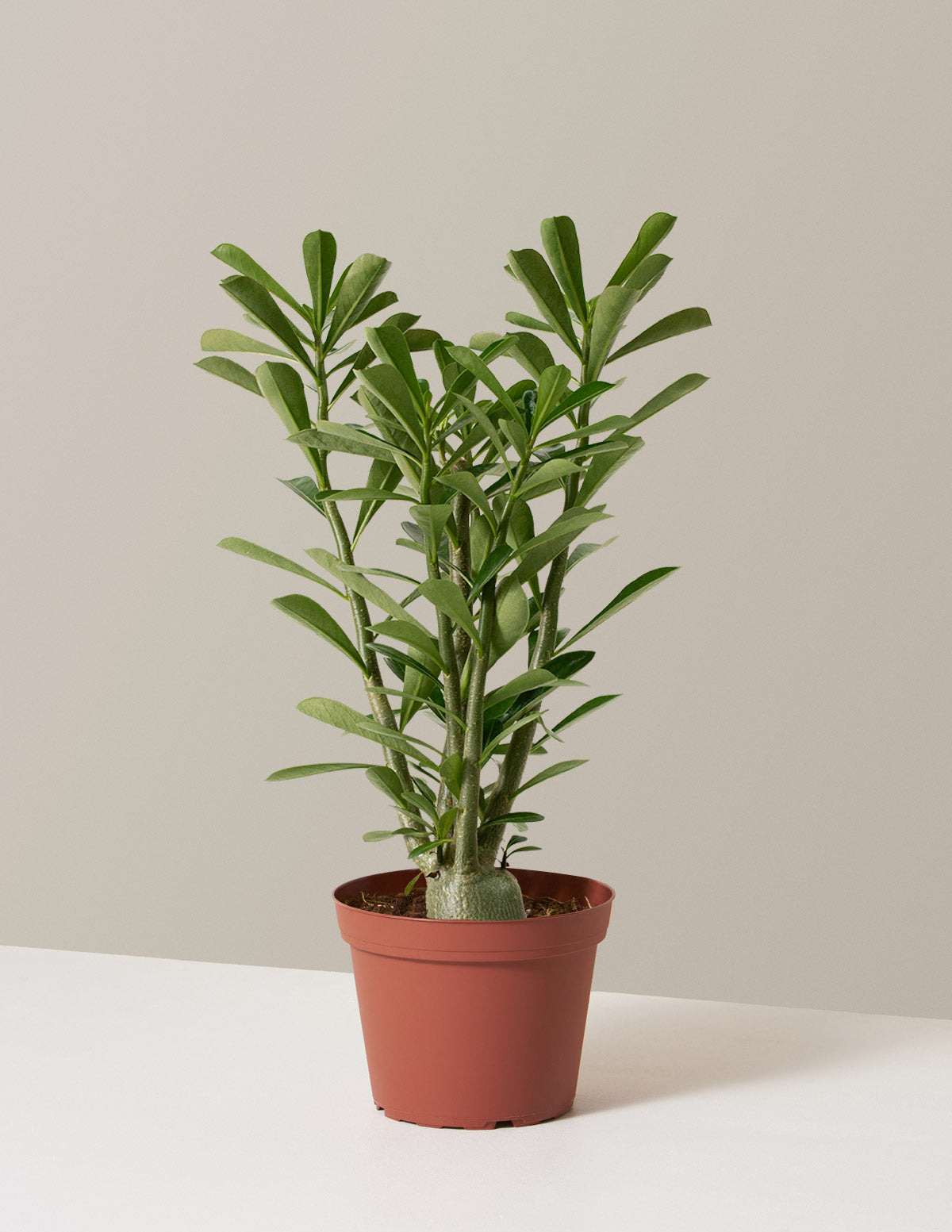 Desert Rose (Çöl Gülü)