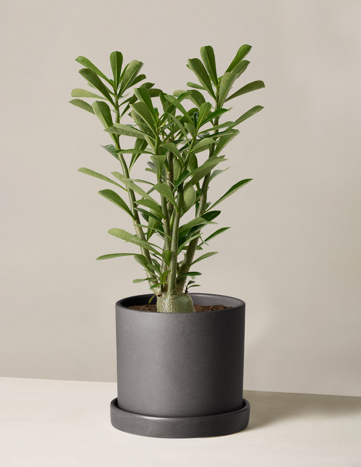 Desert Rose (Çöl Gülü)