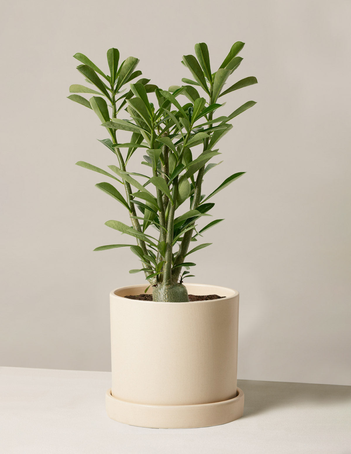 Desert Rose (Çöl Gülü)