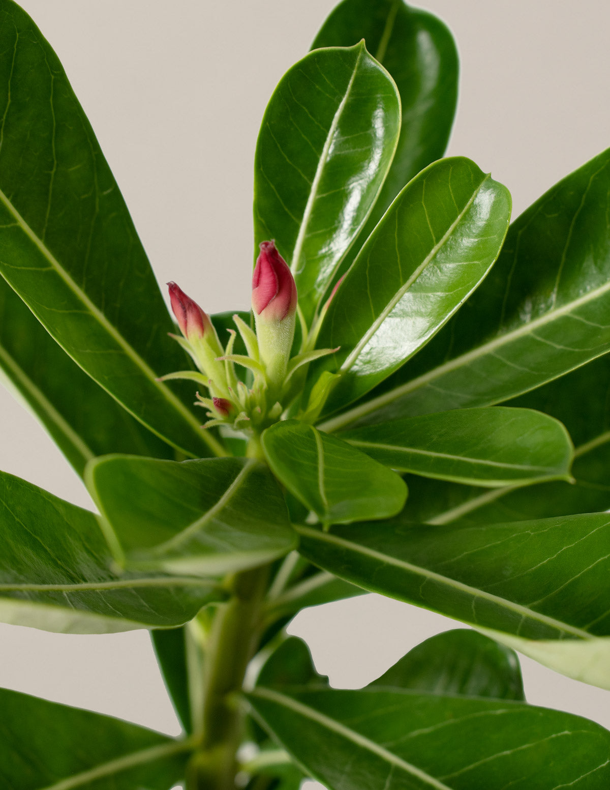 Desert Rose (Çöl Gülü)