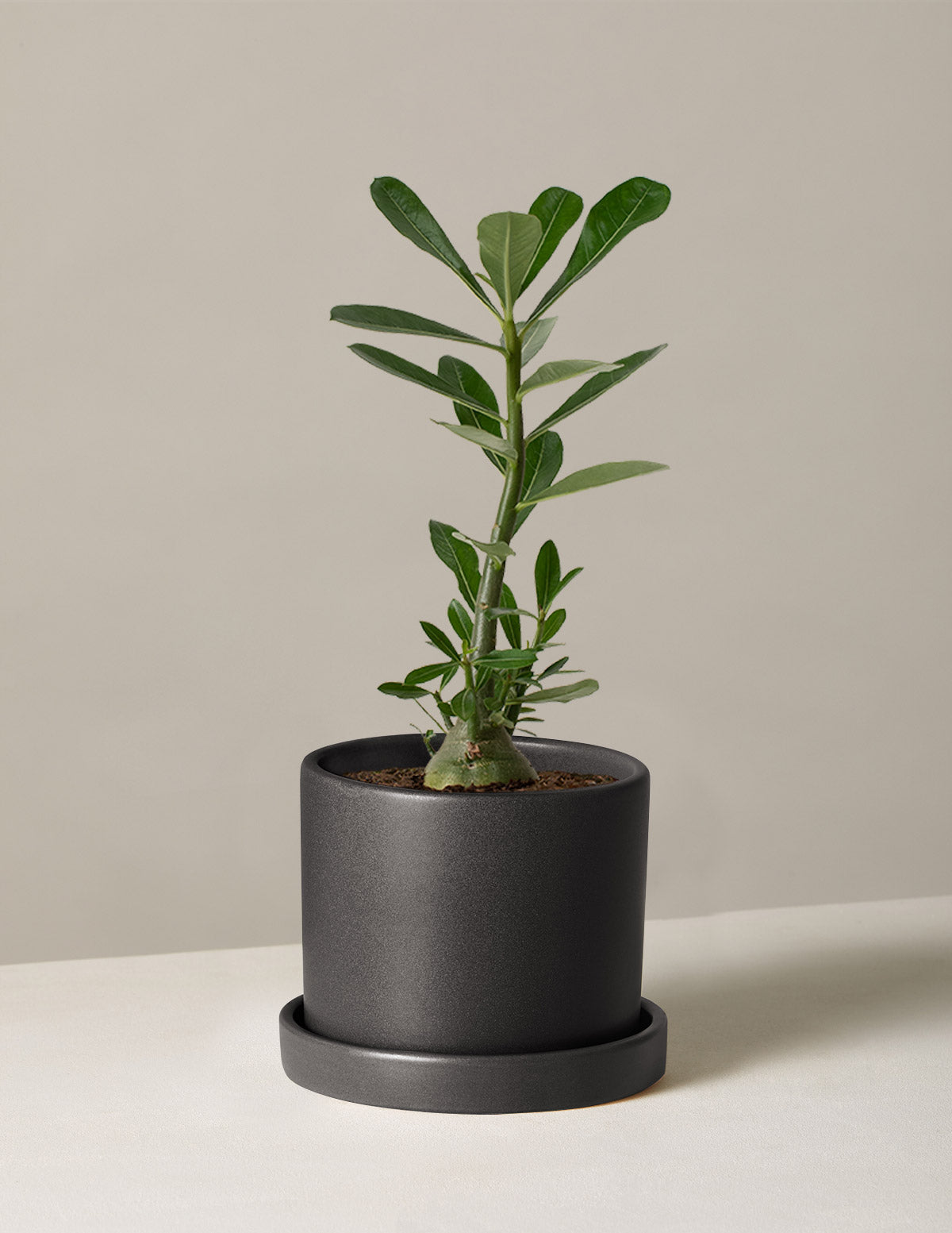 Desert Rose (Çöl Gülü)