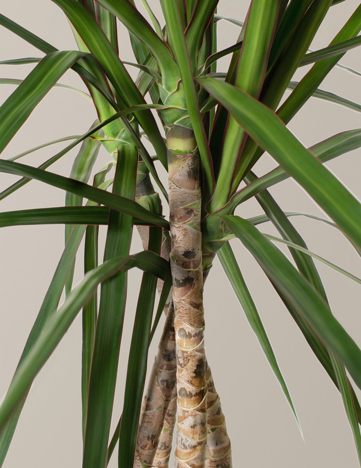 Dracaena Marginata Örgü Gövdeli (Open Weave)