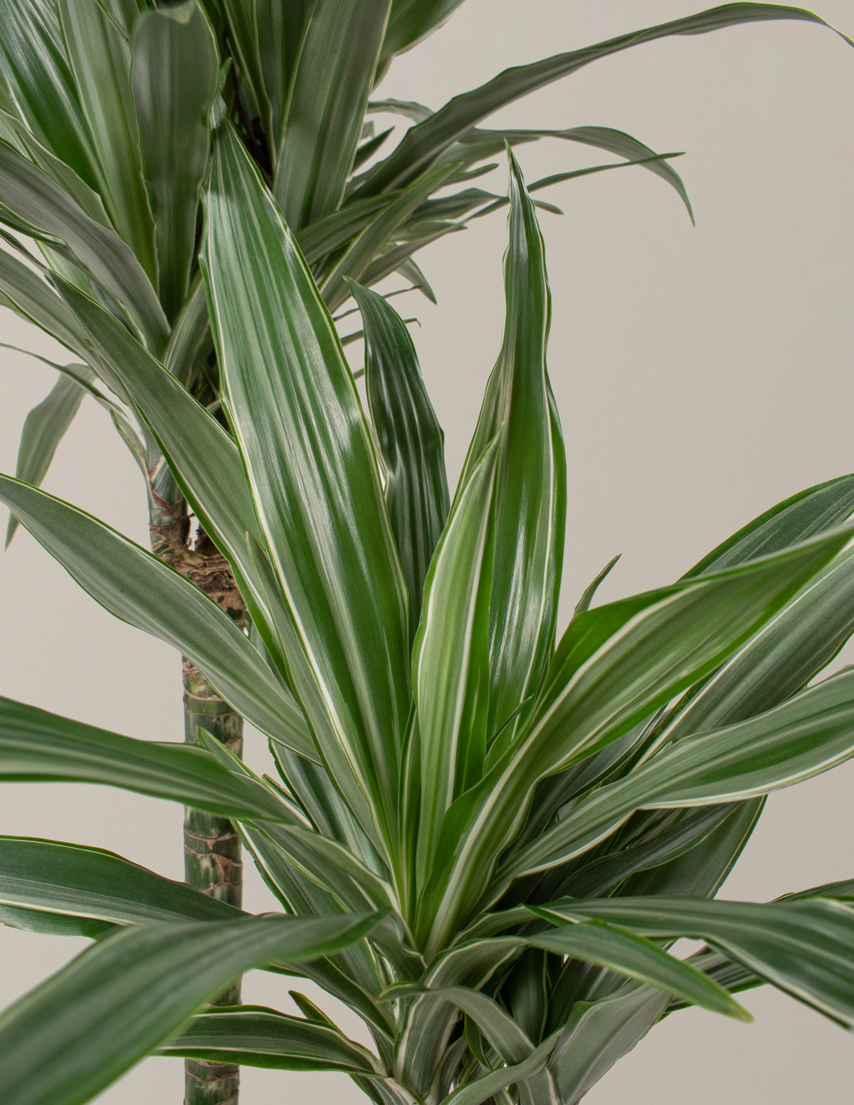 Büyük Boy Dracaena Warneckii