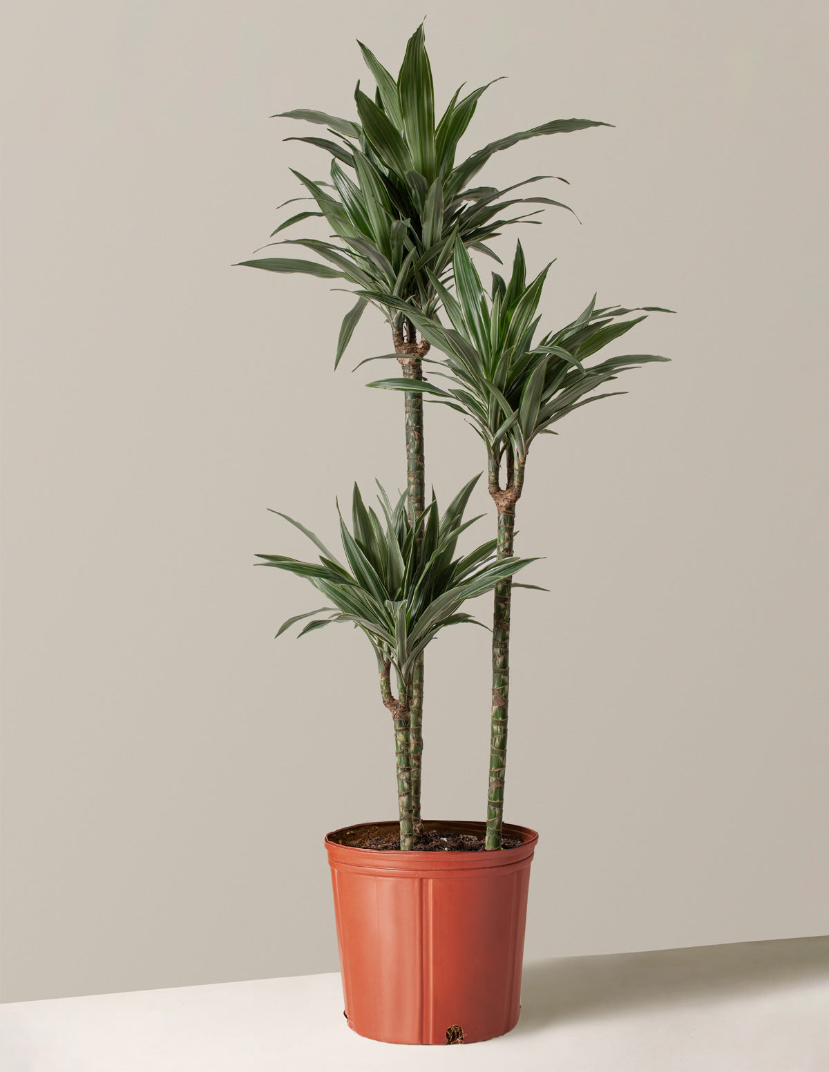 Büyük Boy Dracaena Warneckii
