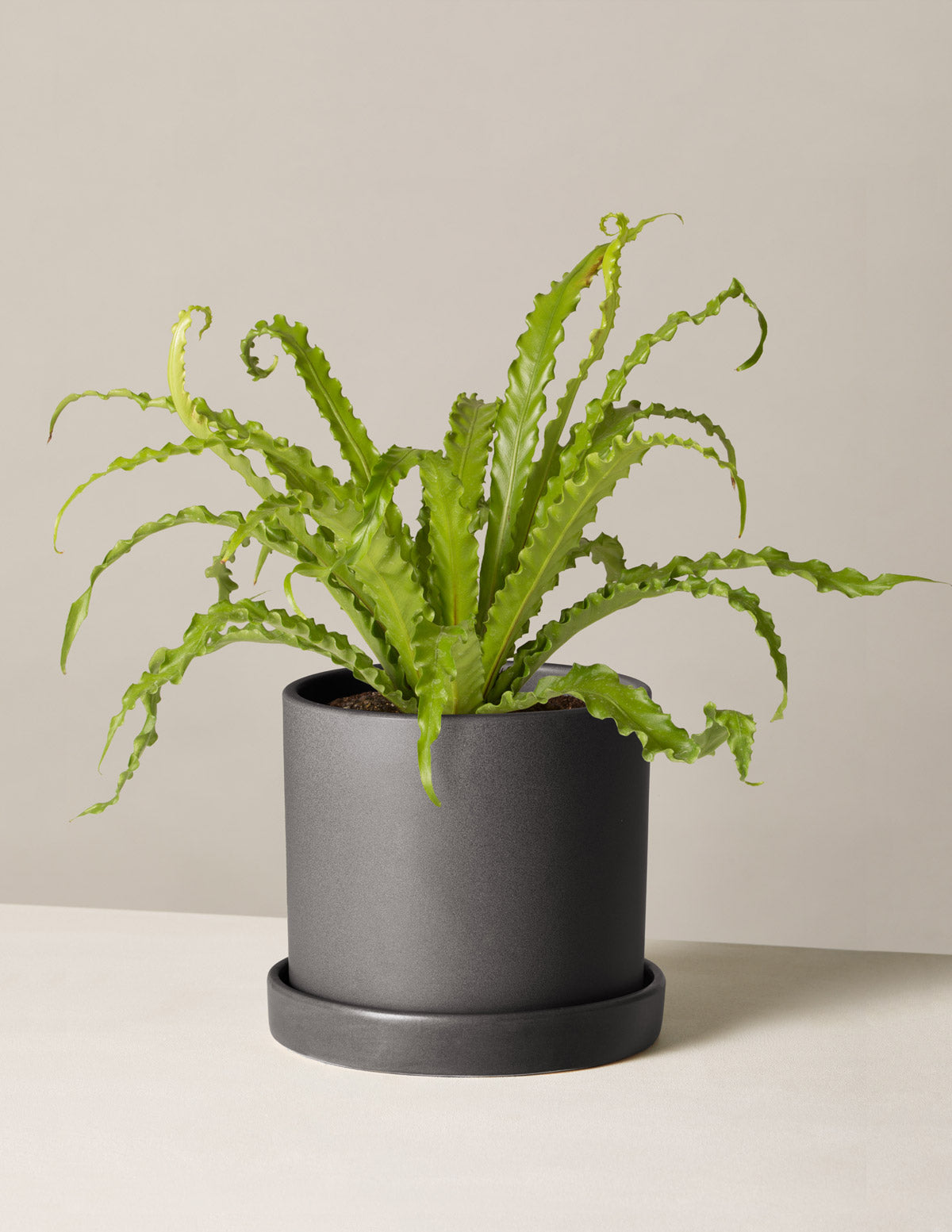 Kuş Yuvası Eğrelti Otu (Bird's Nest Fern)