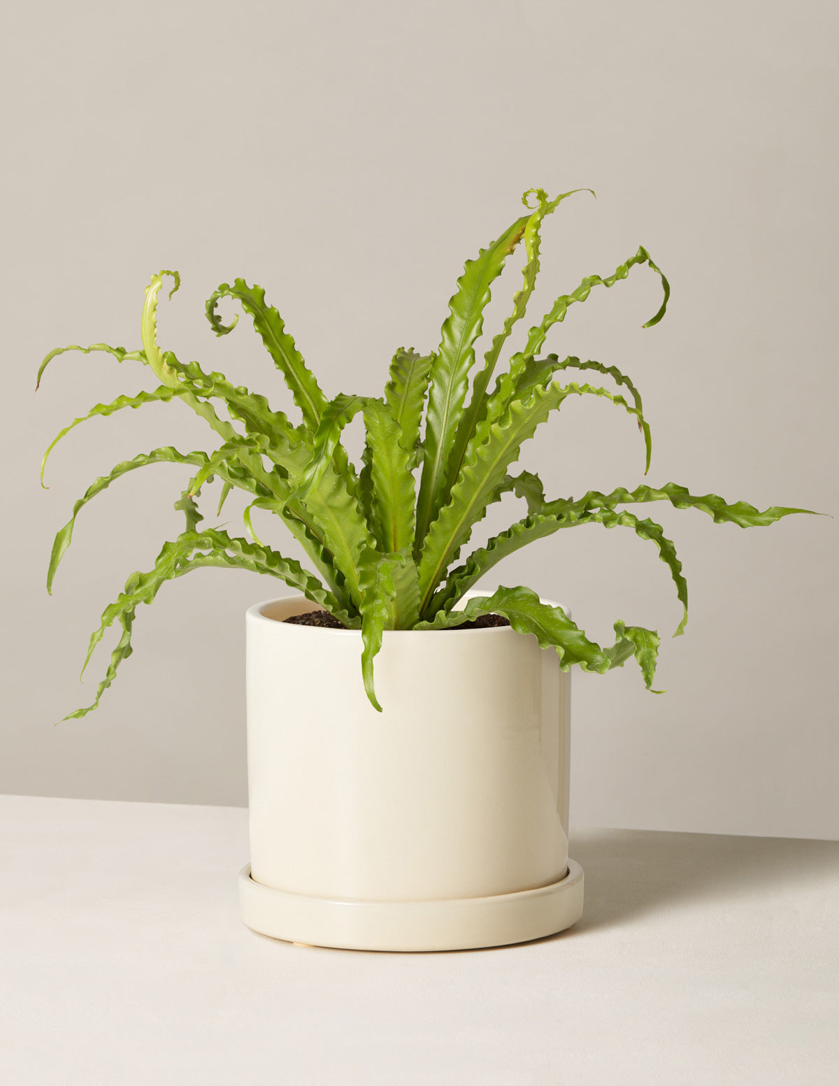 Kuş Yuvası Eğrelti Otu (Bird's Nest Fern)