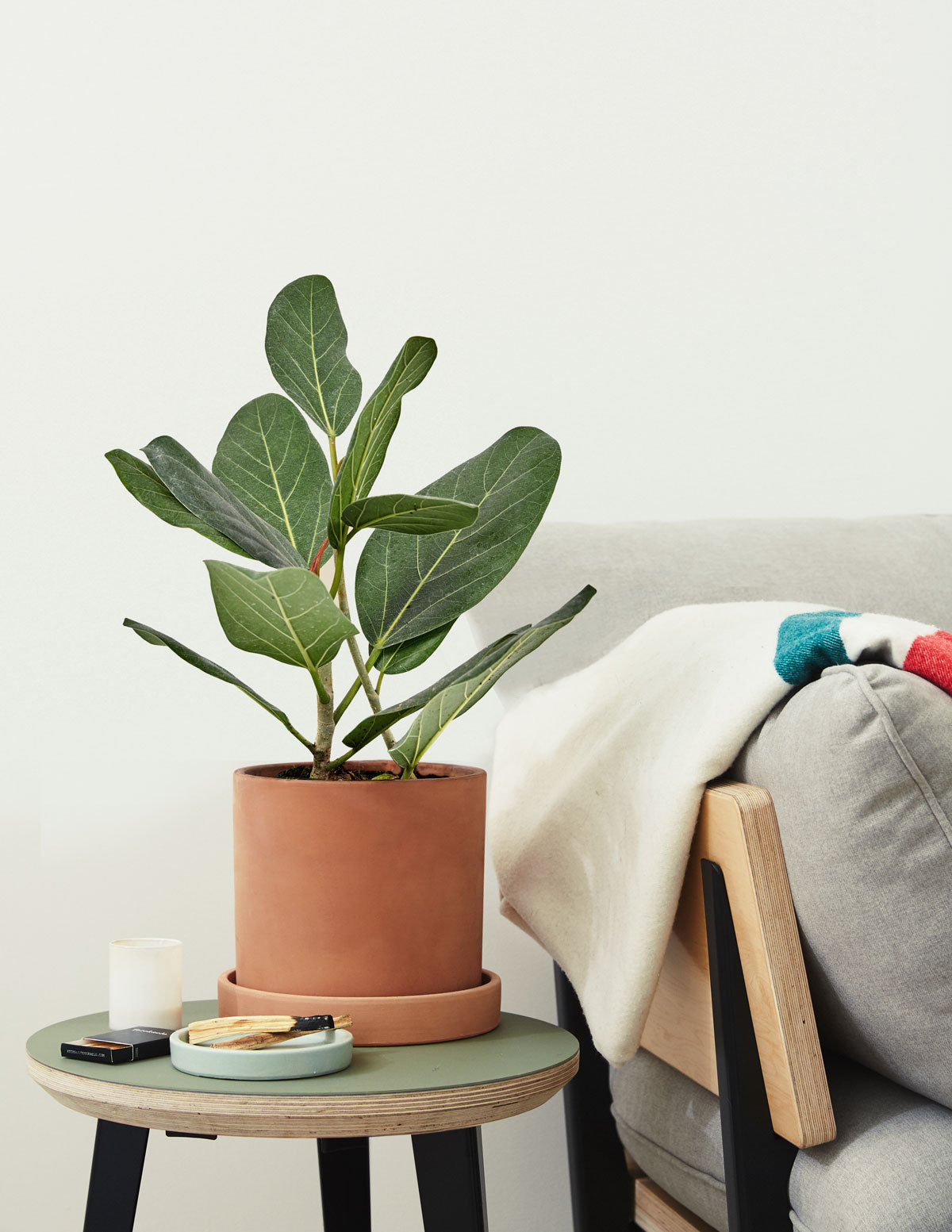 Fun Ficus Parti Paketi