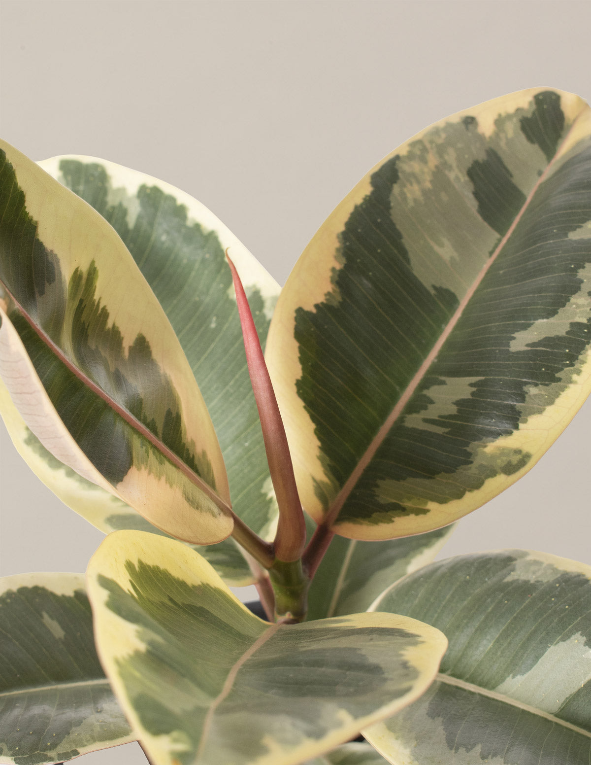 Fun Ficus Parti Paketi