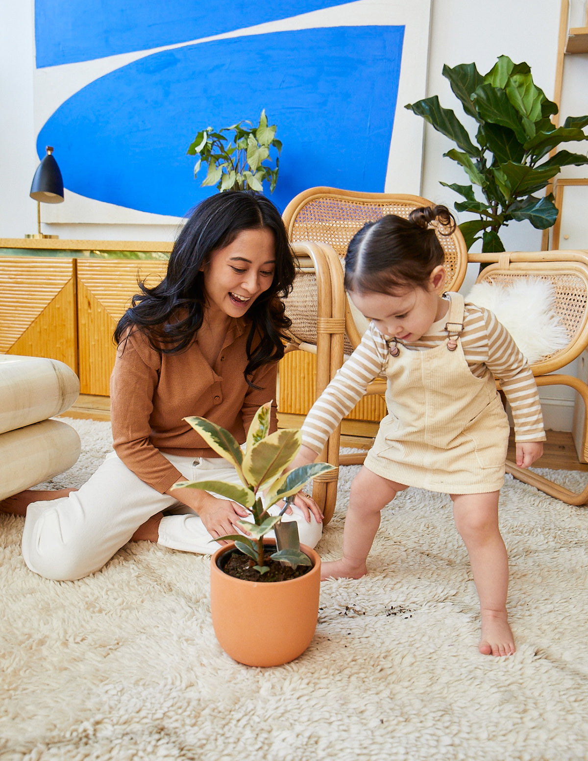 Ficus Tineke Bush