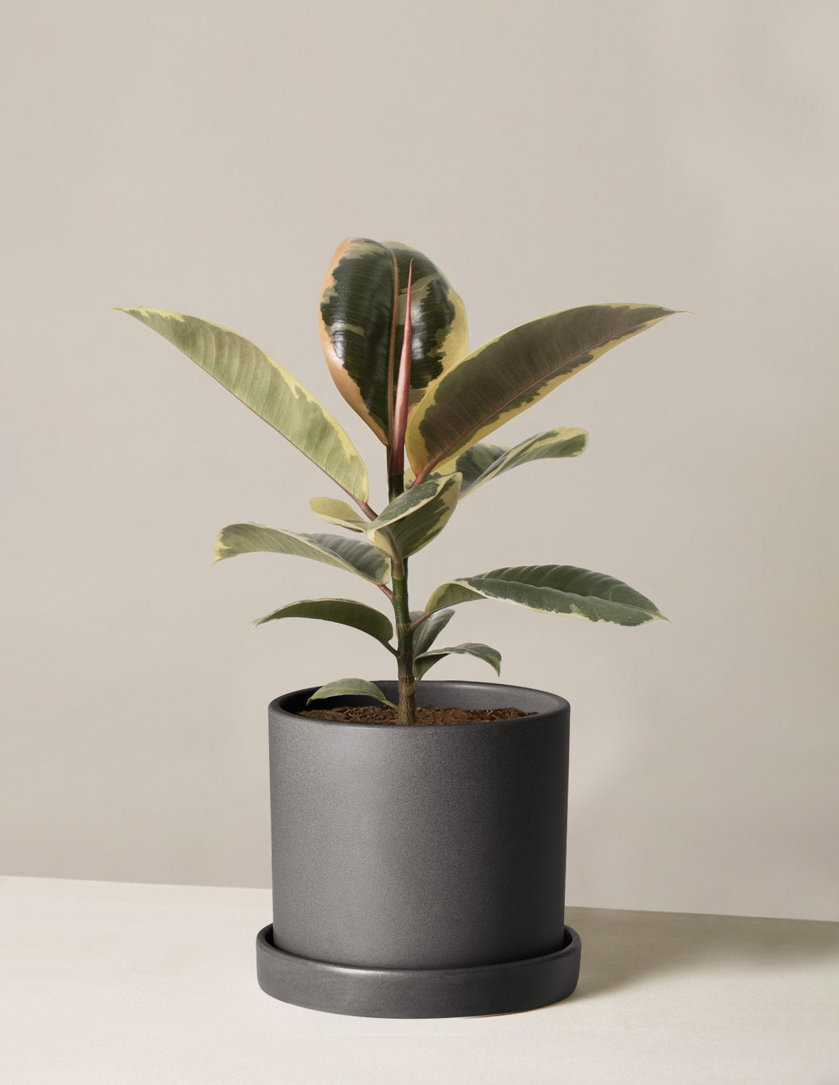 Ficus Tineke Bush