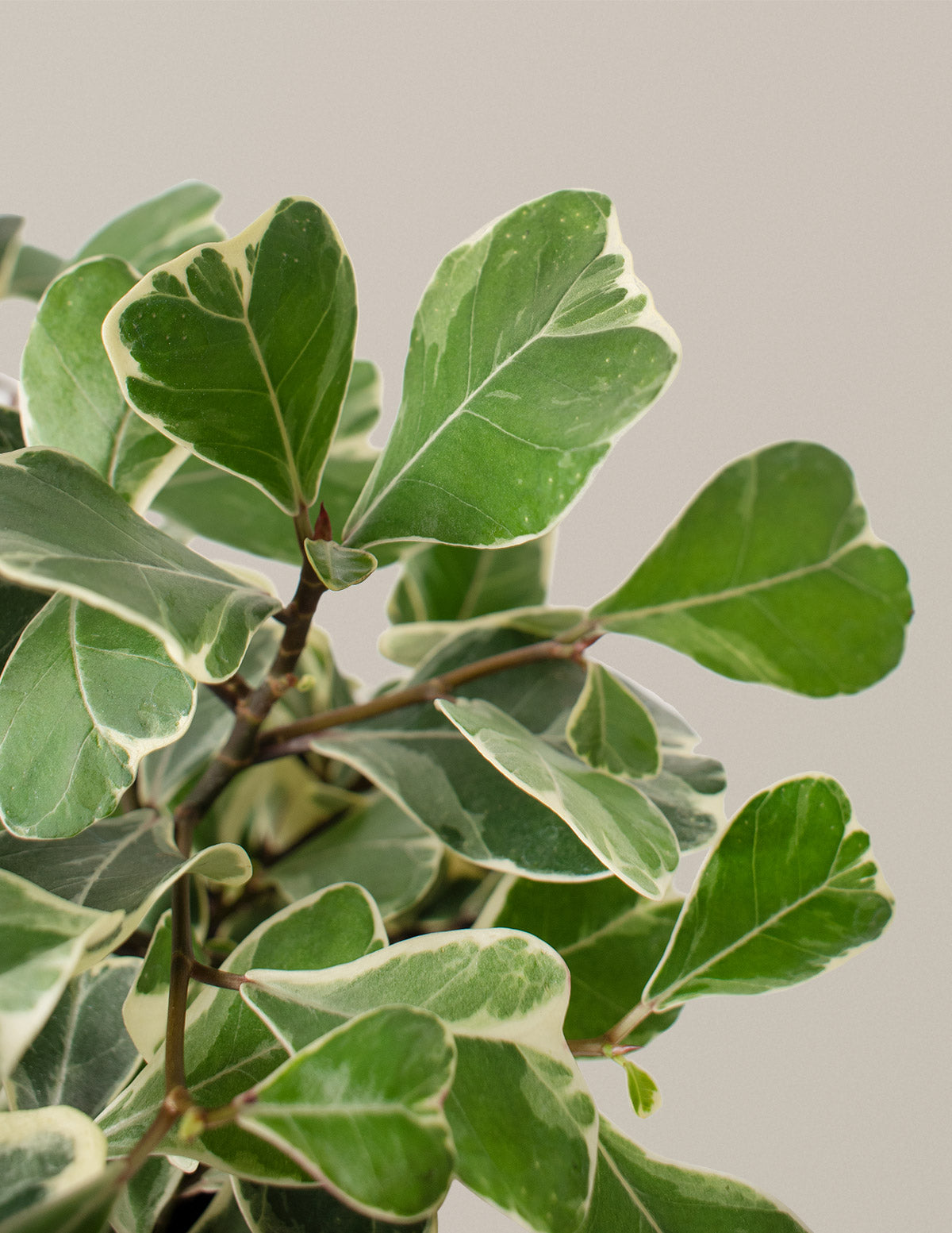 Alacalı Ficus Triangularis