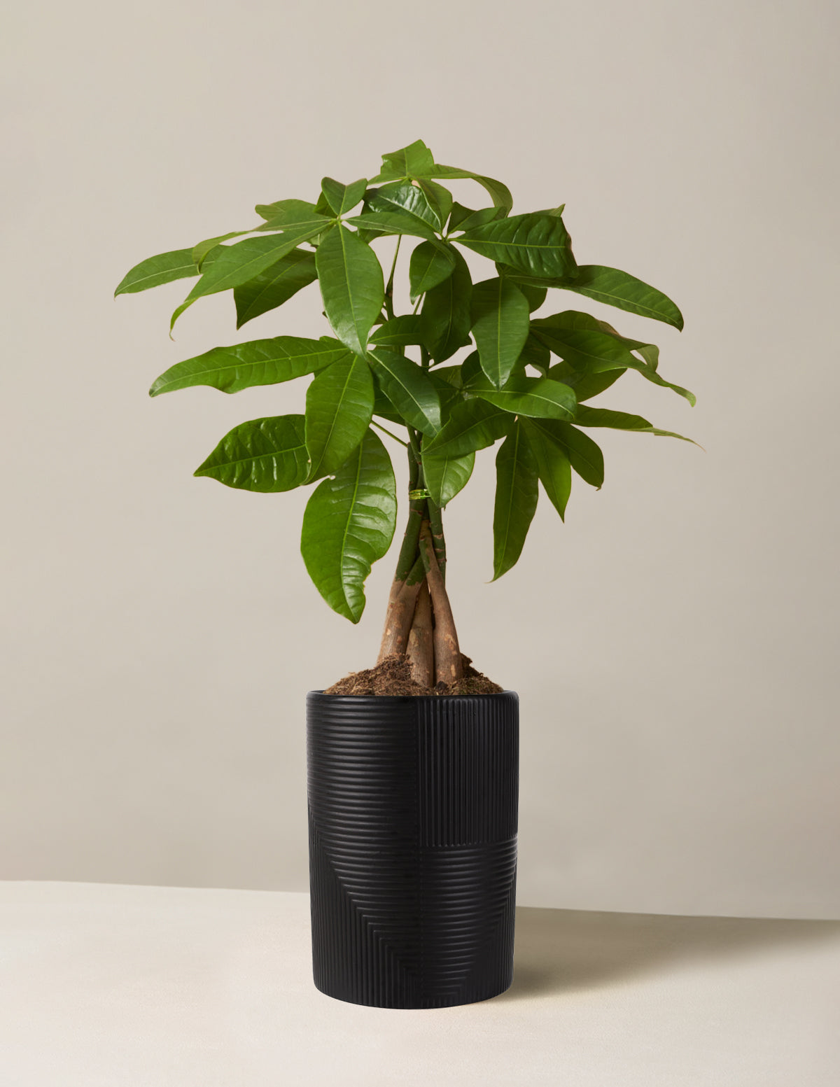 Para Ağacı (Money Tree)