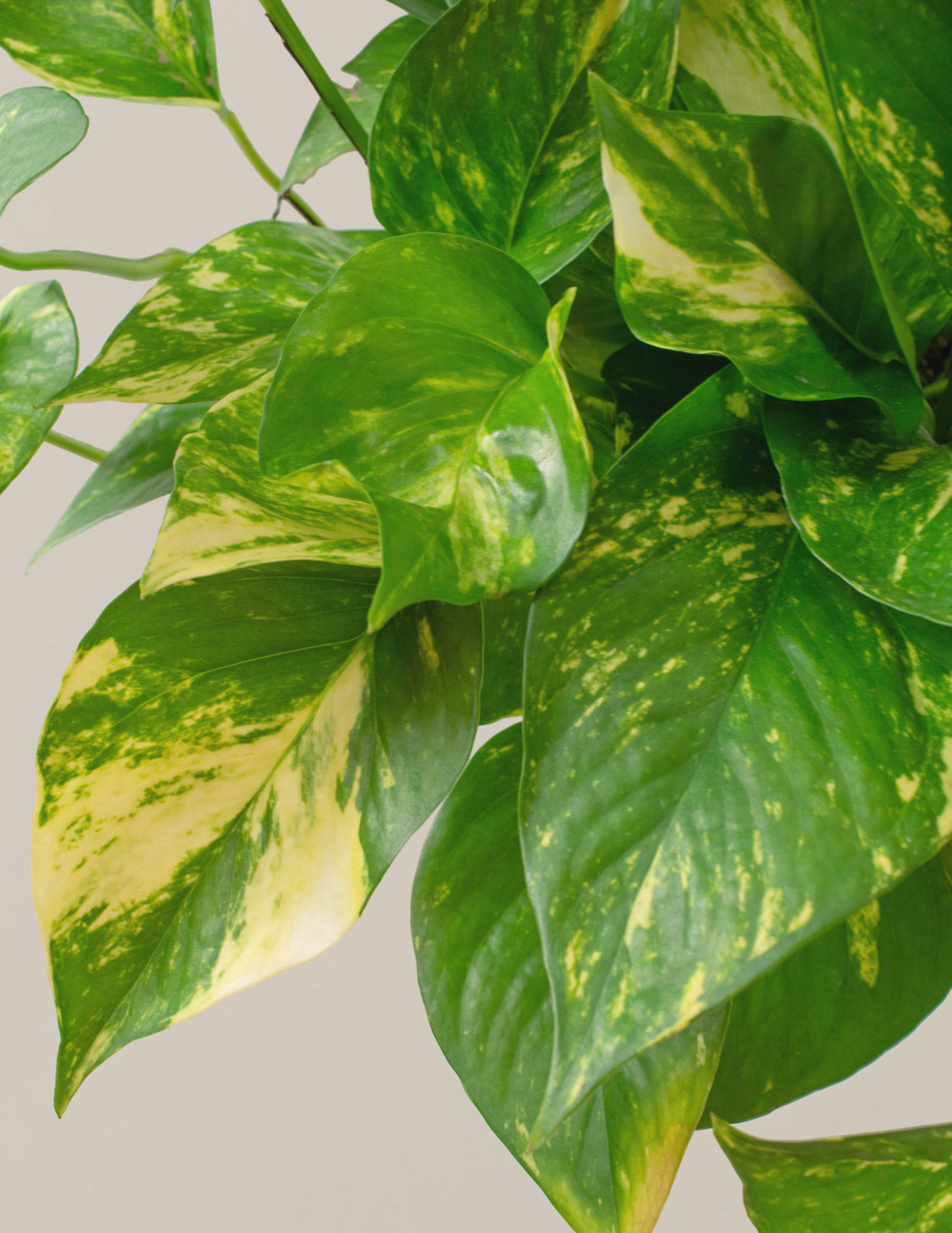 Golden Pothos Askılı Saksı Bitkisi