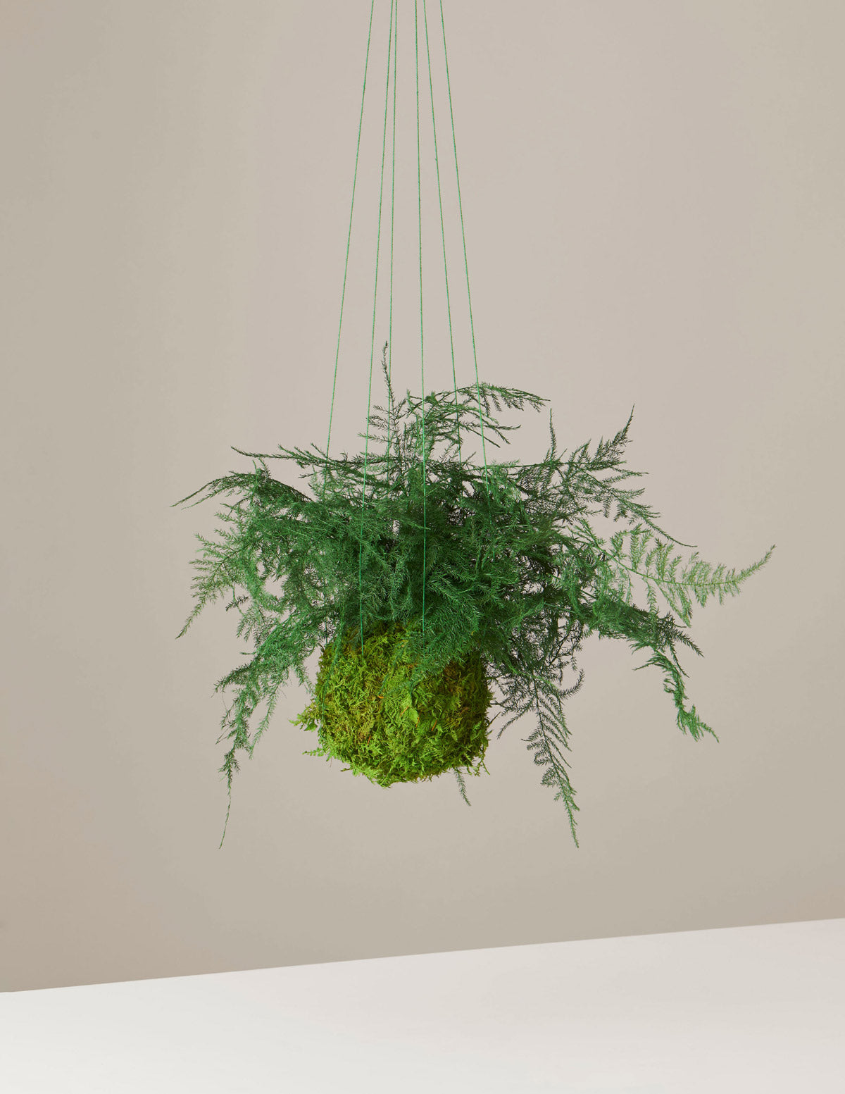 Doğal Korunmuş Eğrelti Otlu Kokedama