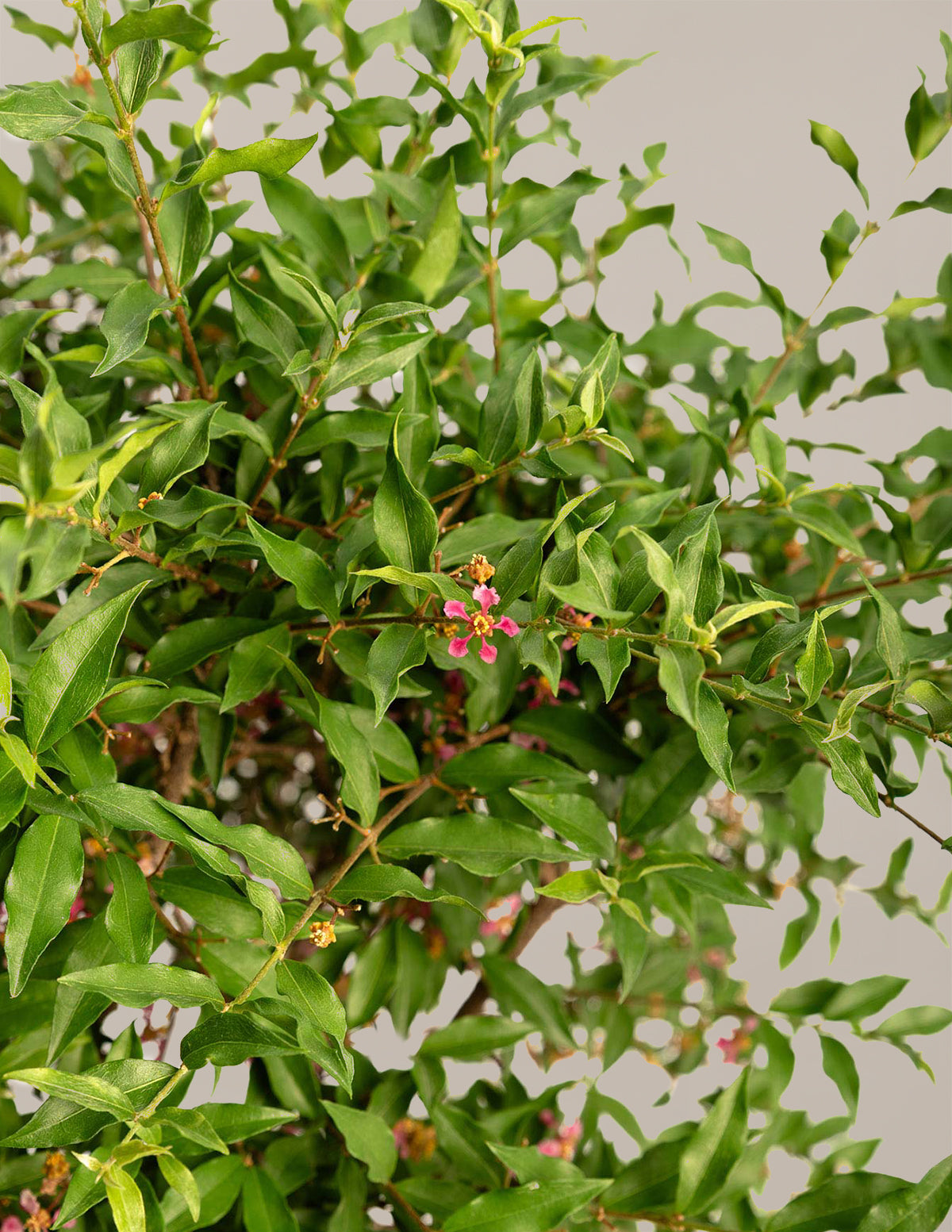 Barbados ‘Acerola’ Kiraz Ağacı