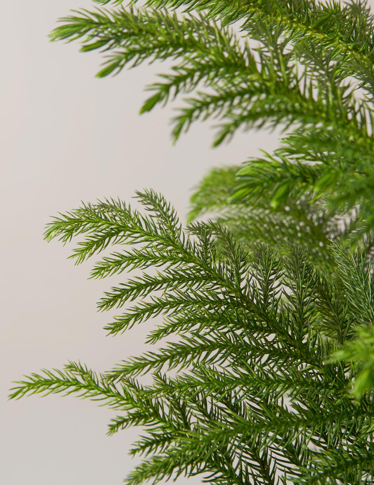 Merry and Bright İkili Set