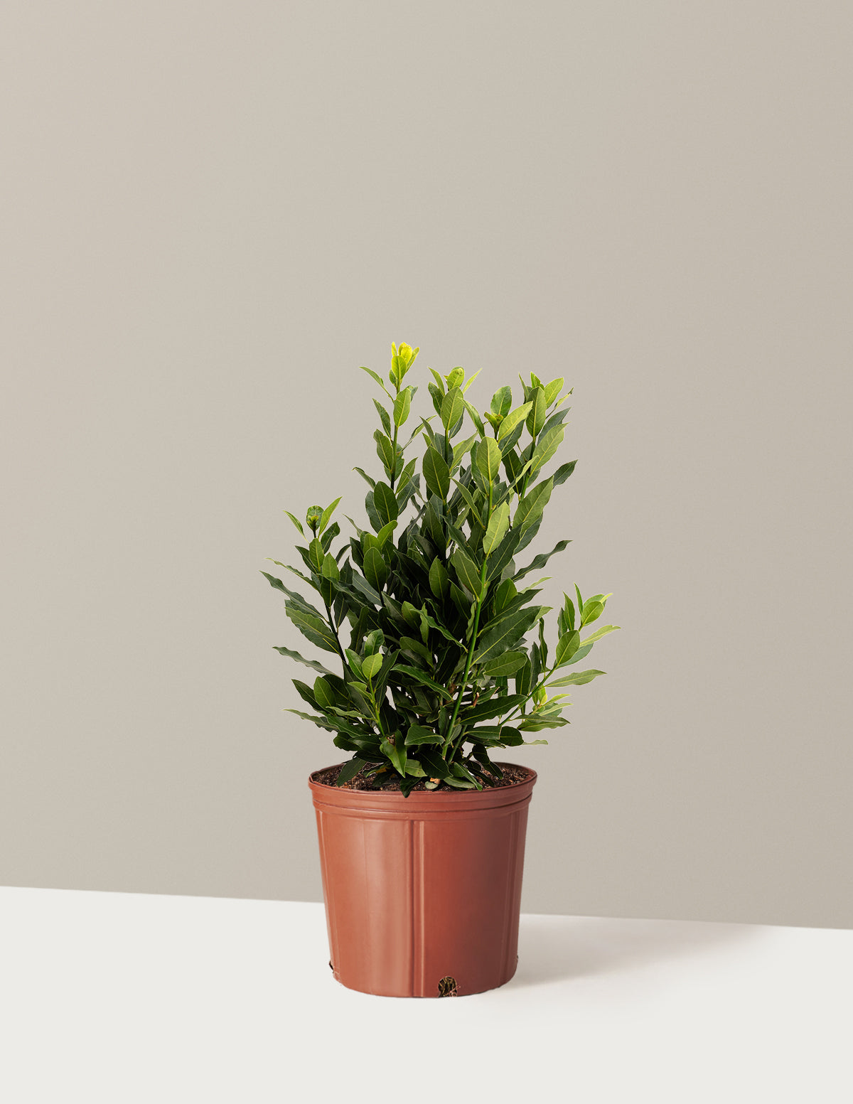 Defne Ağacı (Bay Laurel)