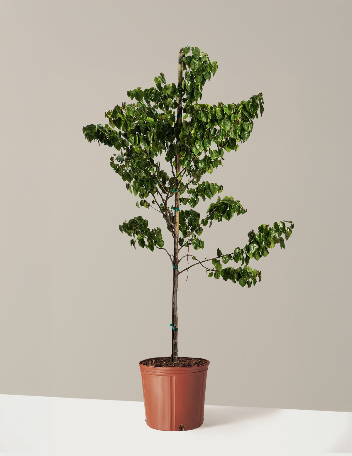 Garden Gems® Emerald Erguvan
