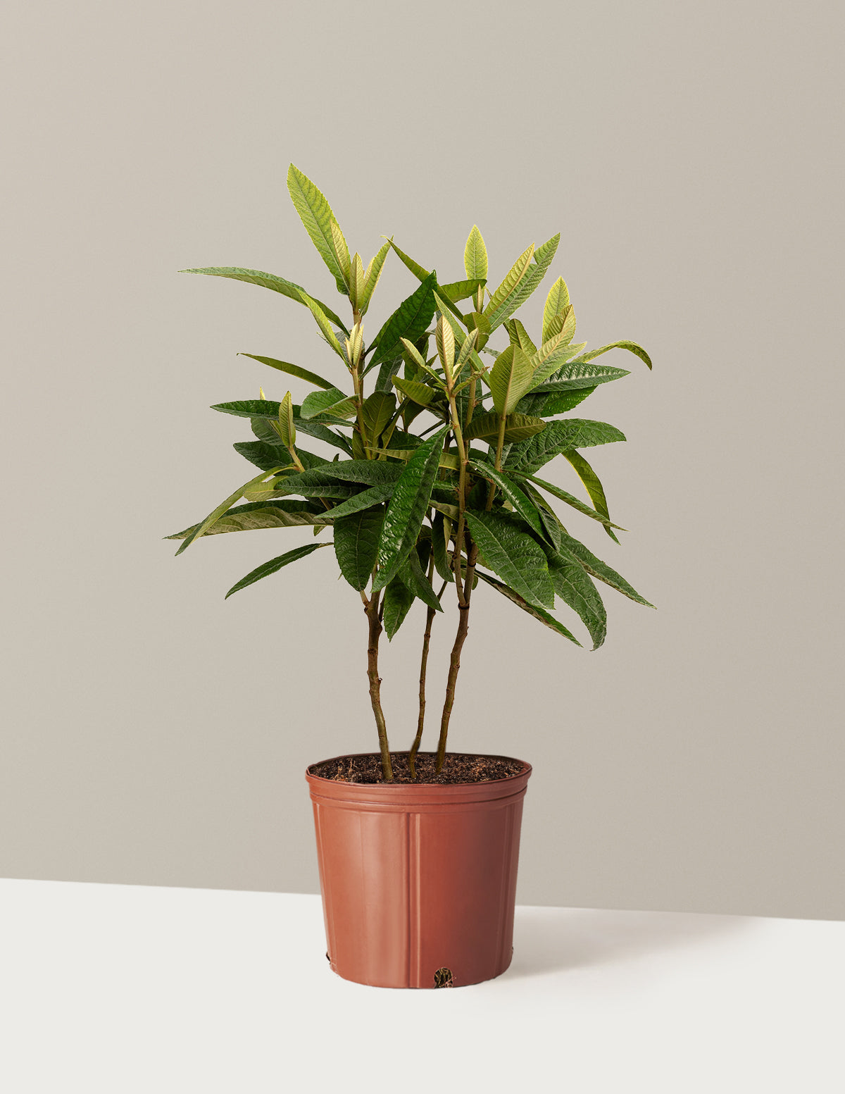 Japon Malta Eriği (Eriobotrya japonica)