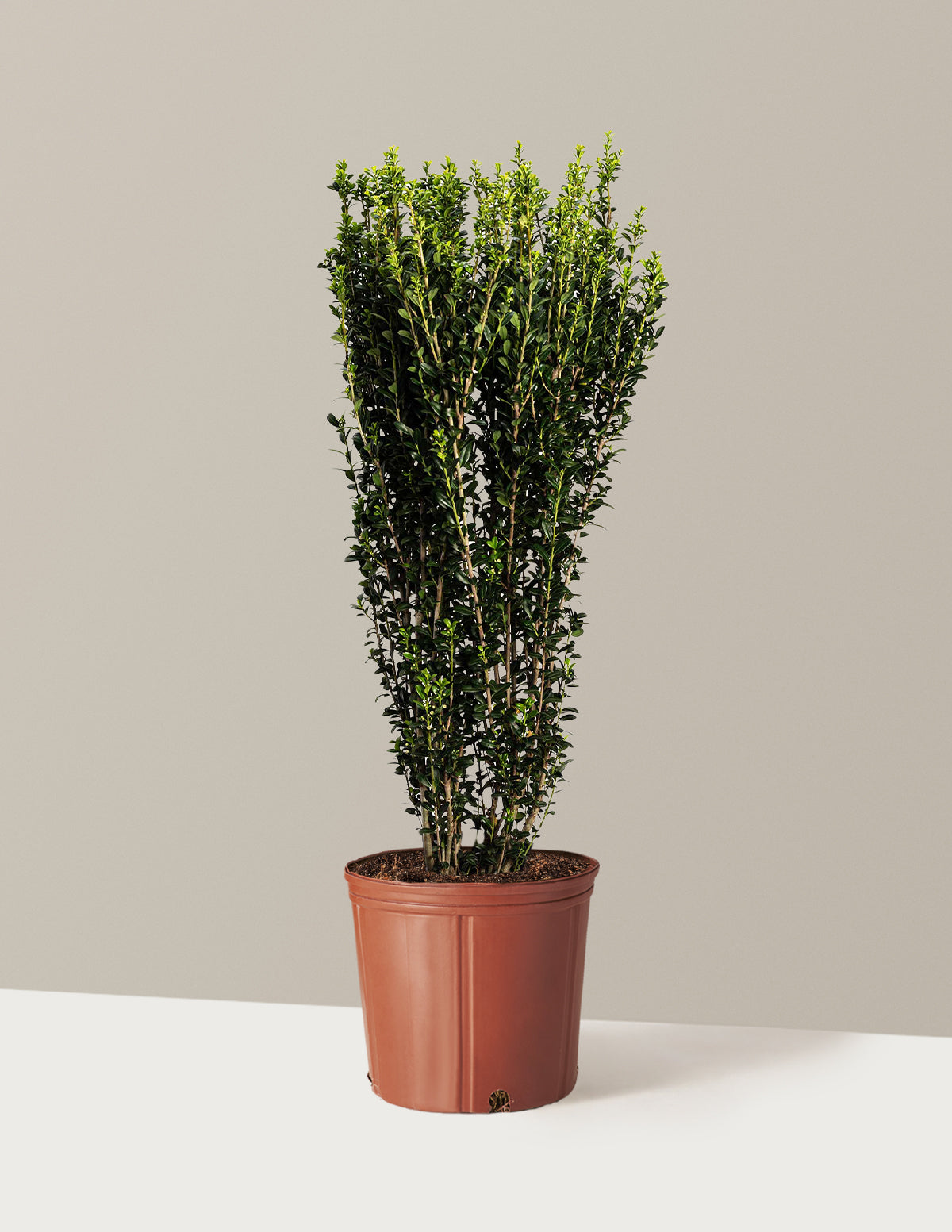 Sky Pencil Holly (Ilex crenata)