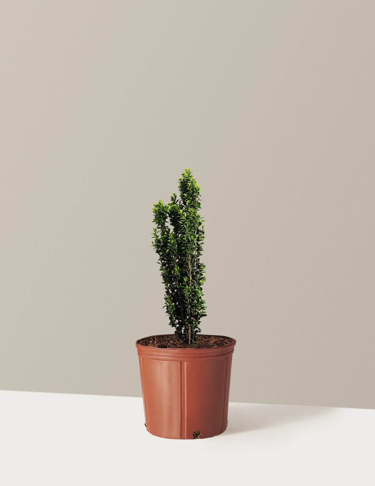 Sky Pencil Holly (Ilex crenata)