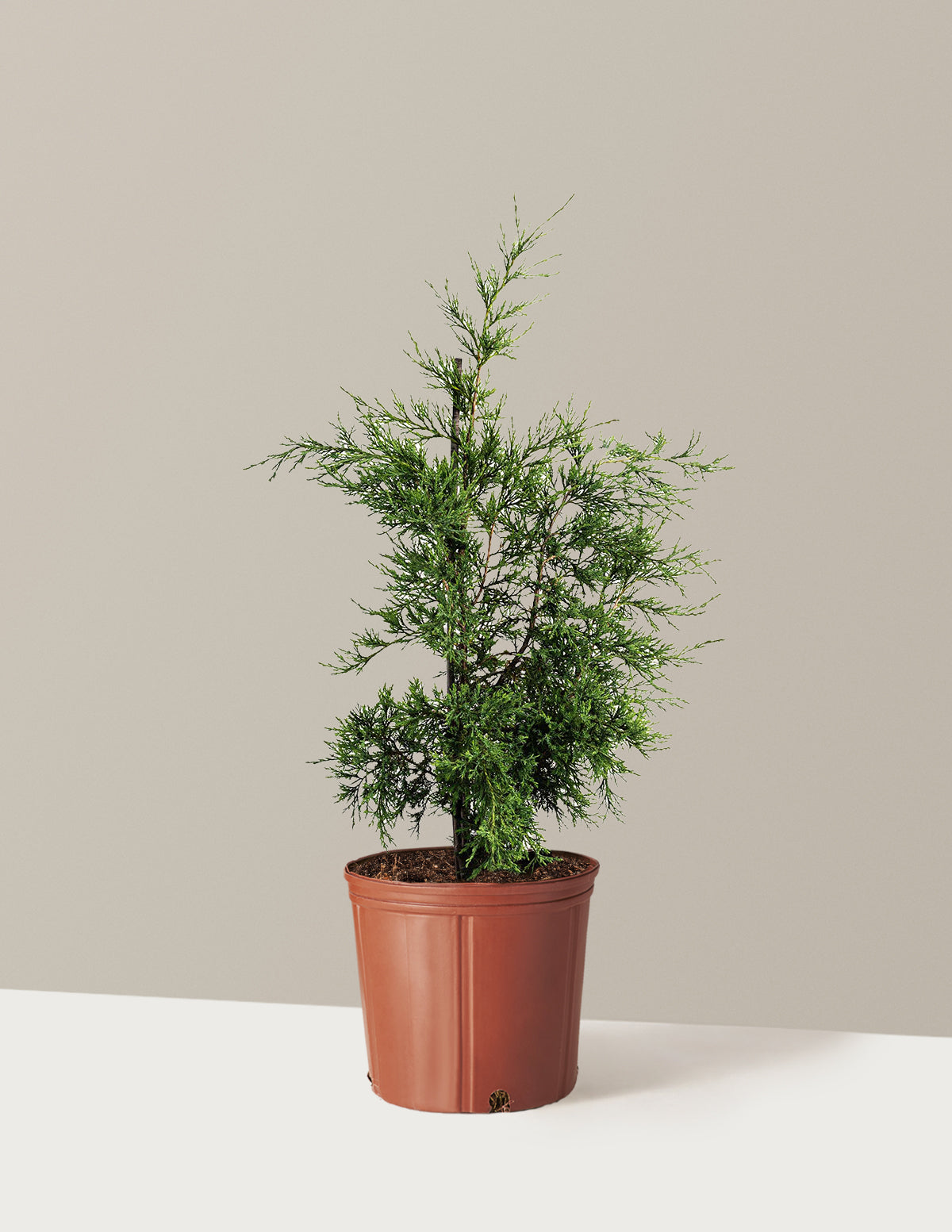 Taylor Juniper (Sütun Ardıç)