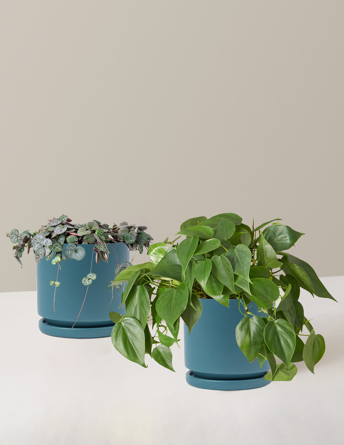 Sarkıcı Kalpler İkilisi