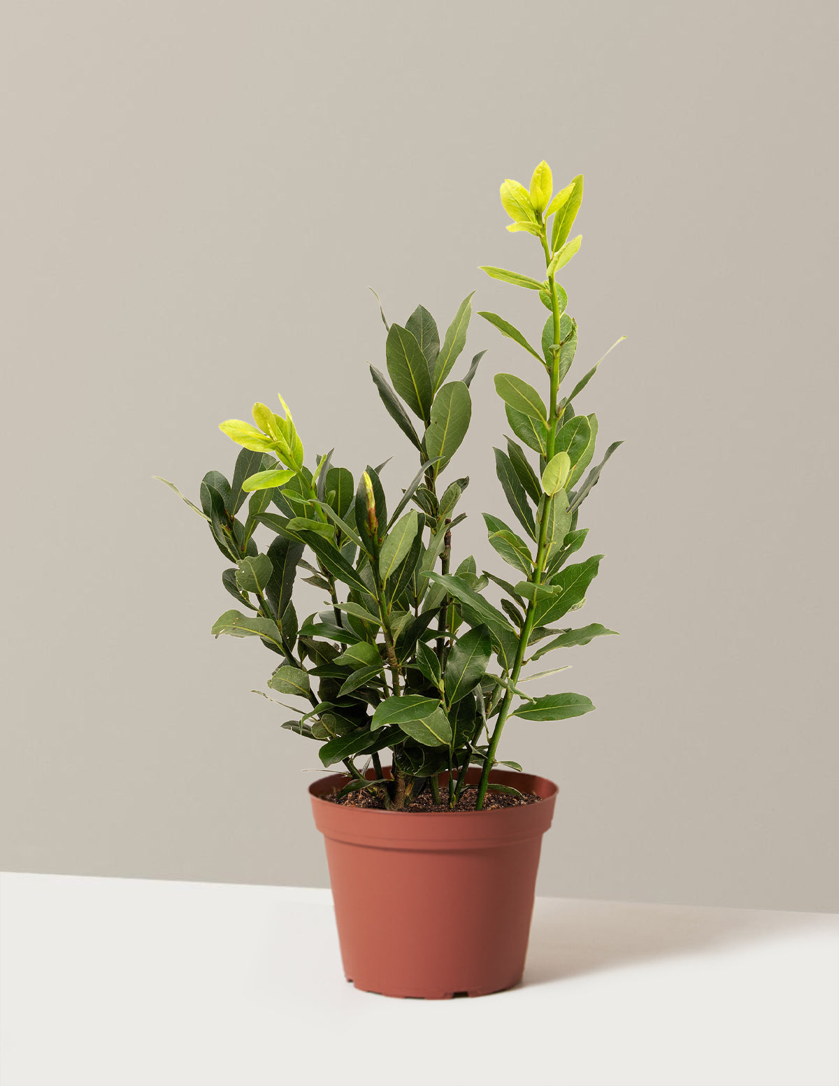 Defne Ağacı (Bay Laurel)