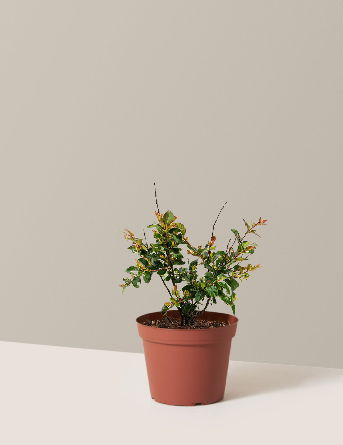 Bellini® Ahududu Renkli Oya Ağacı (Crape Myrtle)