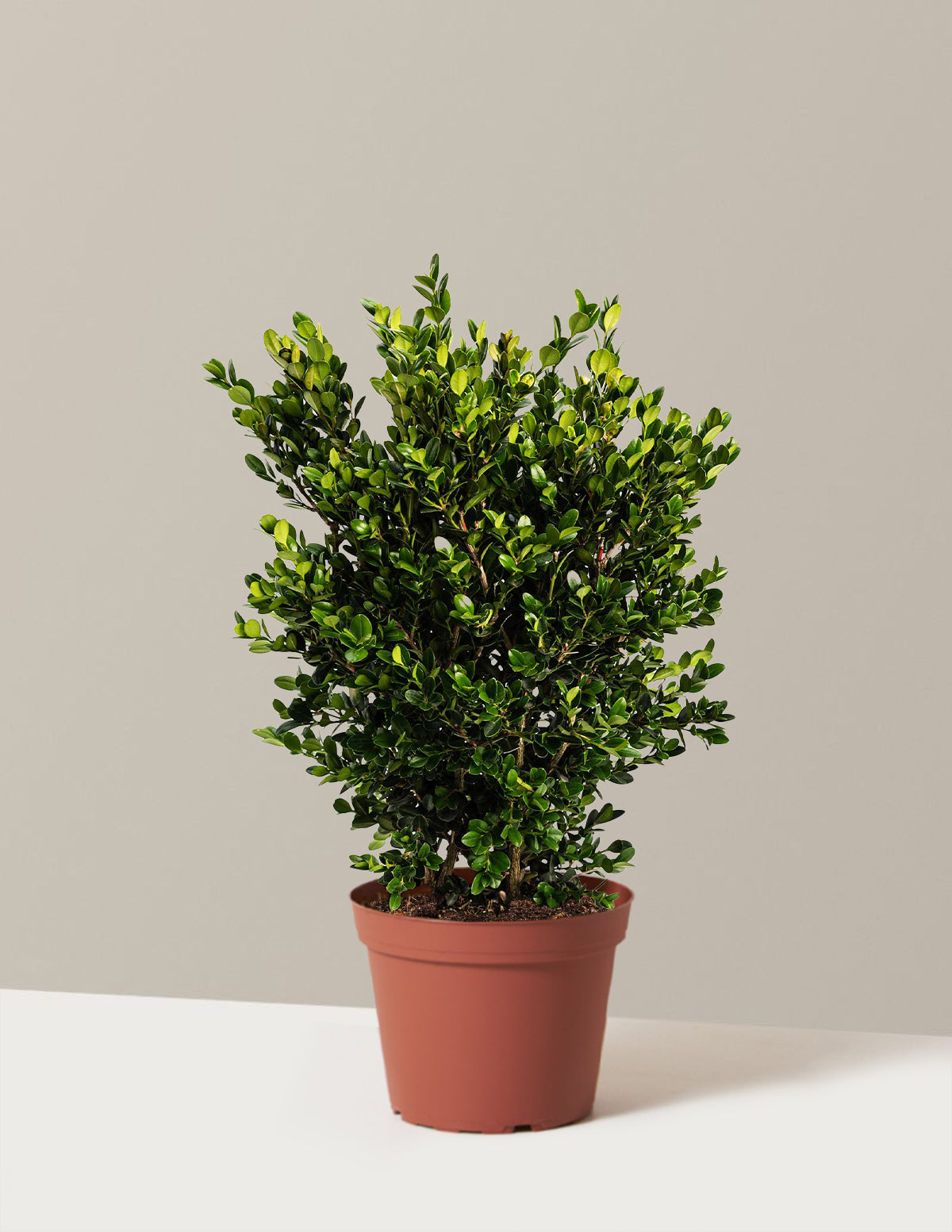 Wintergreen Şimşir (Boxwood)