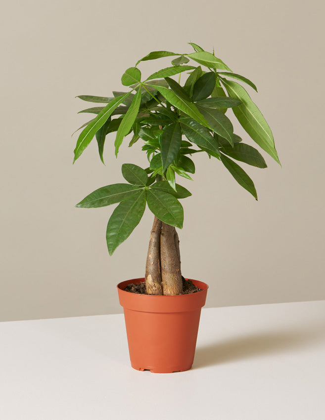 Para Ağacı (Money Tree)